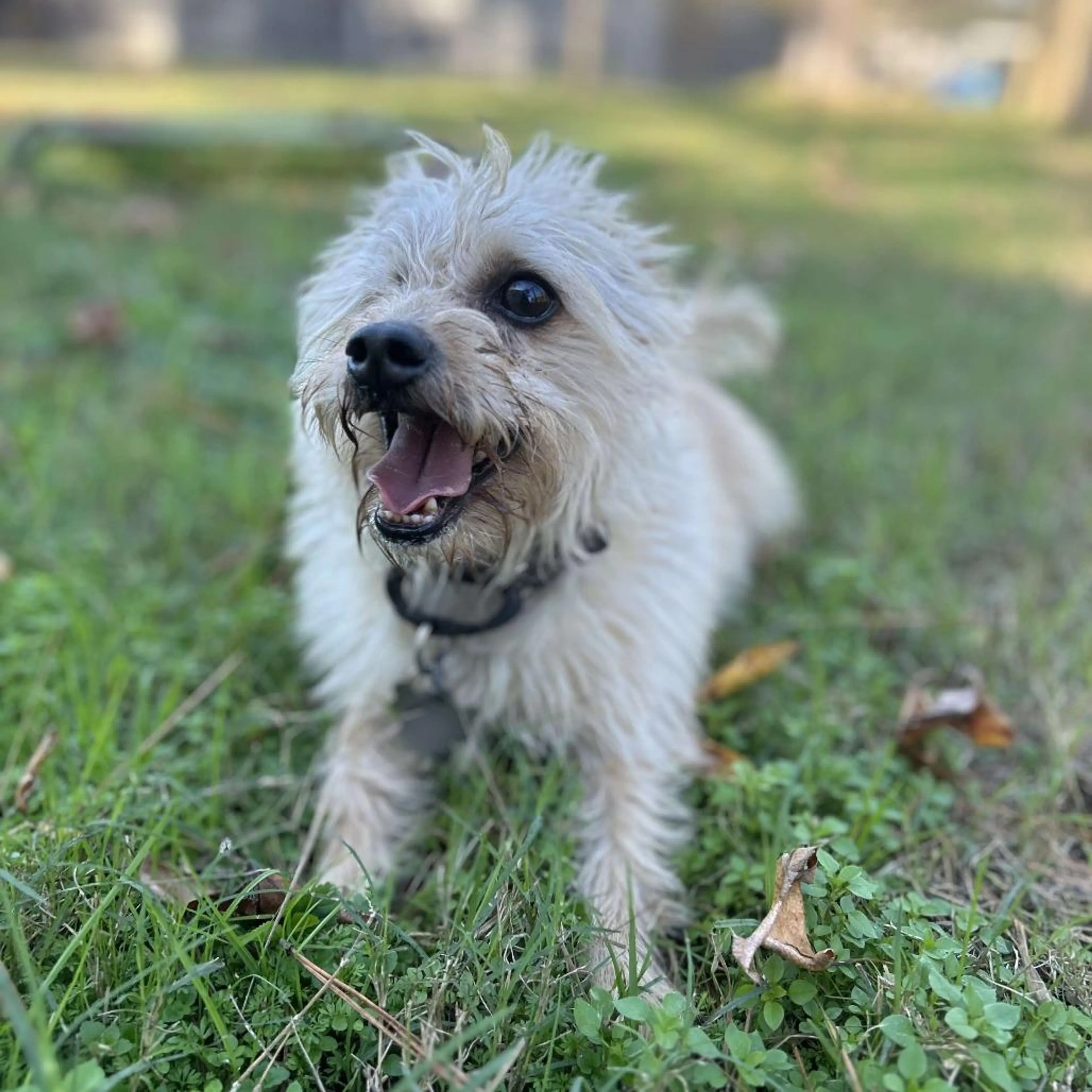 Found pet-1