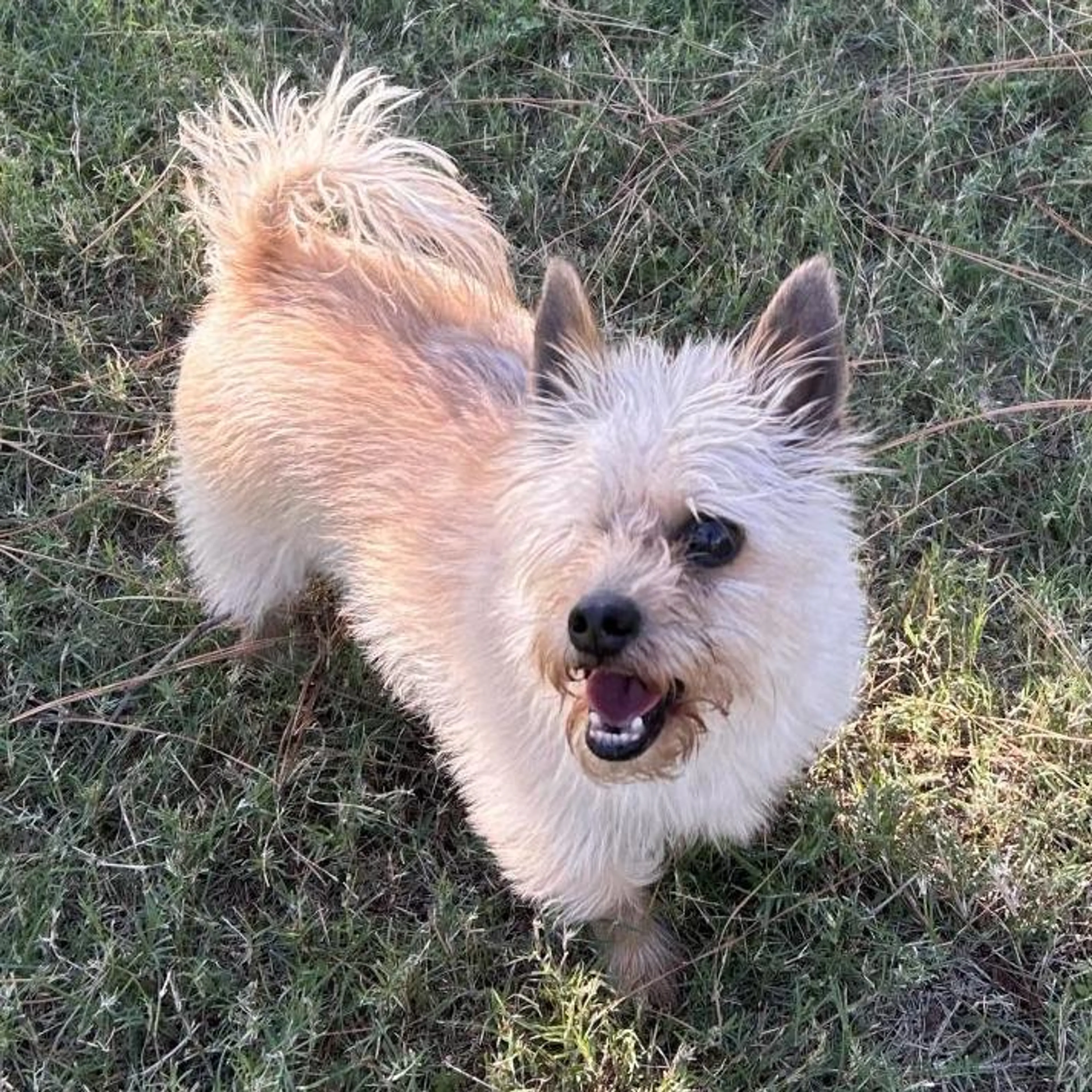 Found pet-5