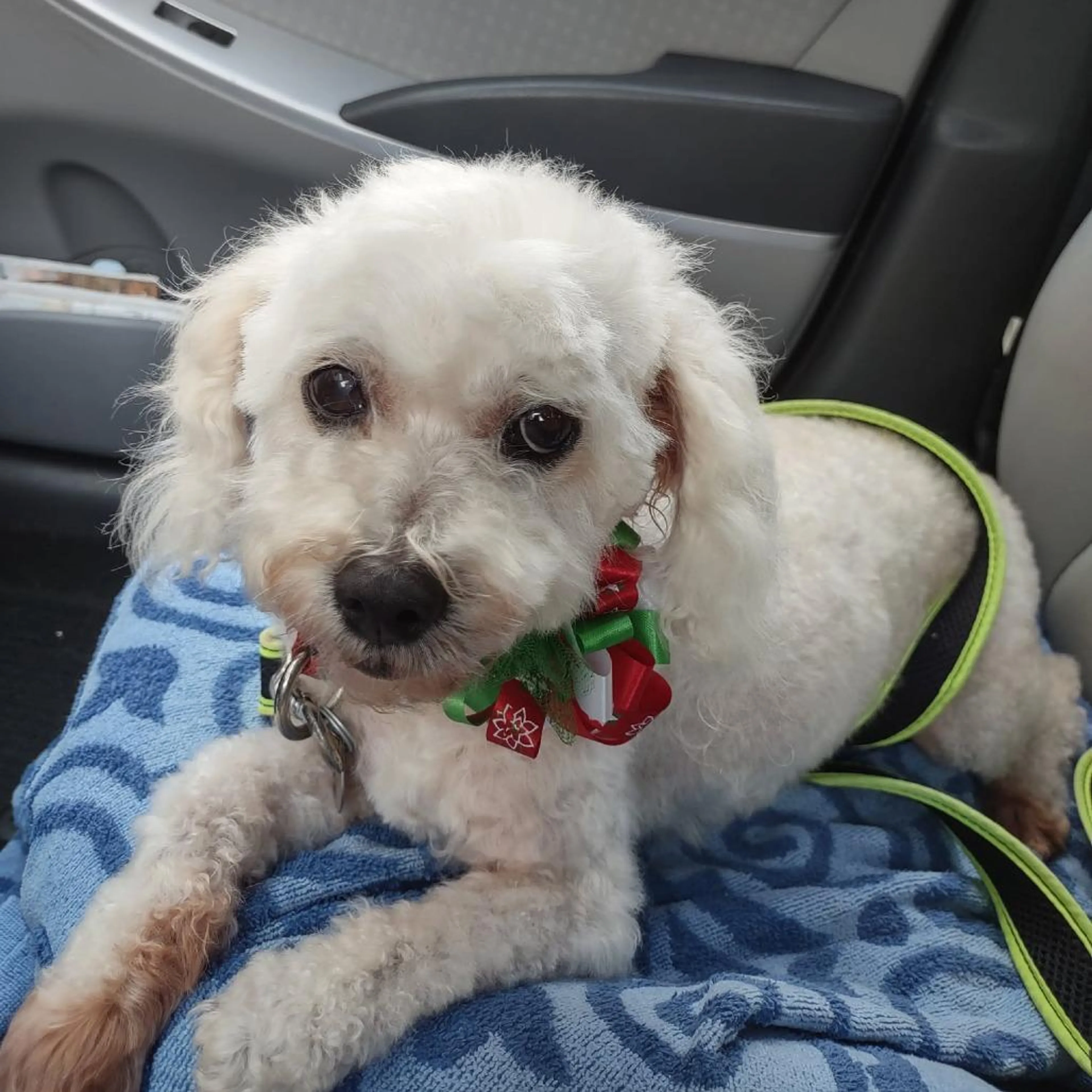 Found pet-4
