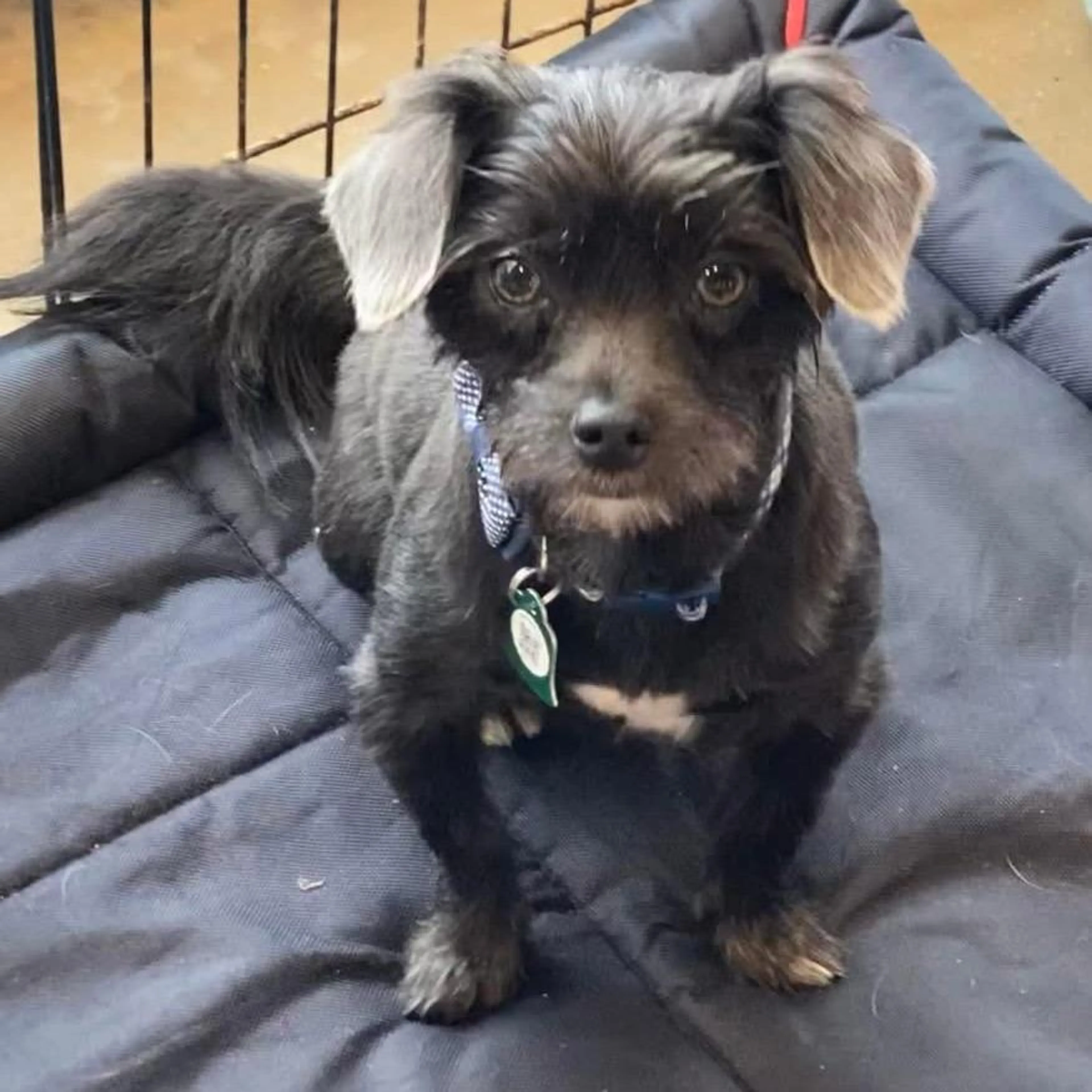 Found pet-3