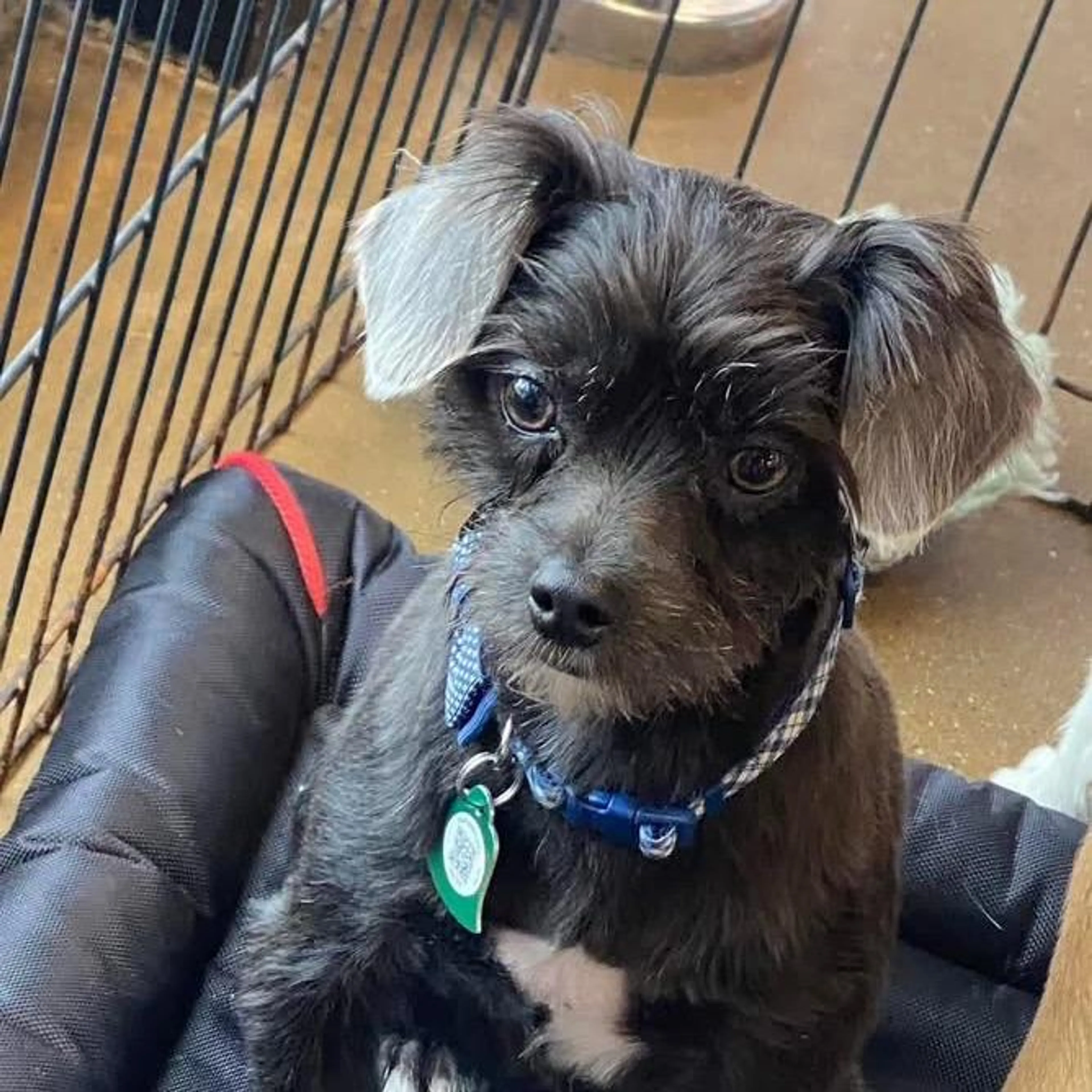Found pet-1