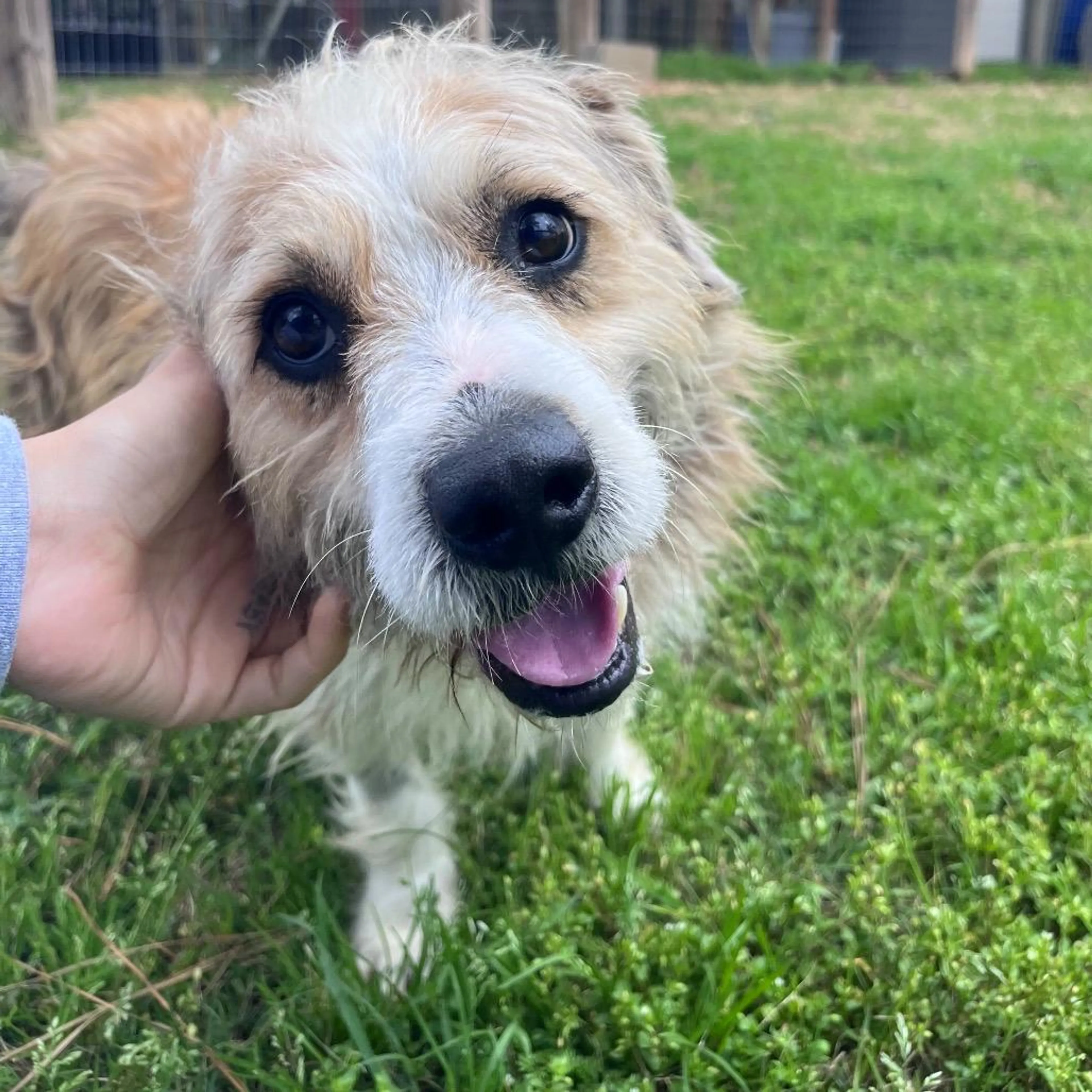 Found pet-3