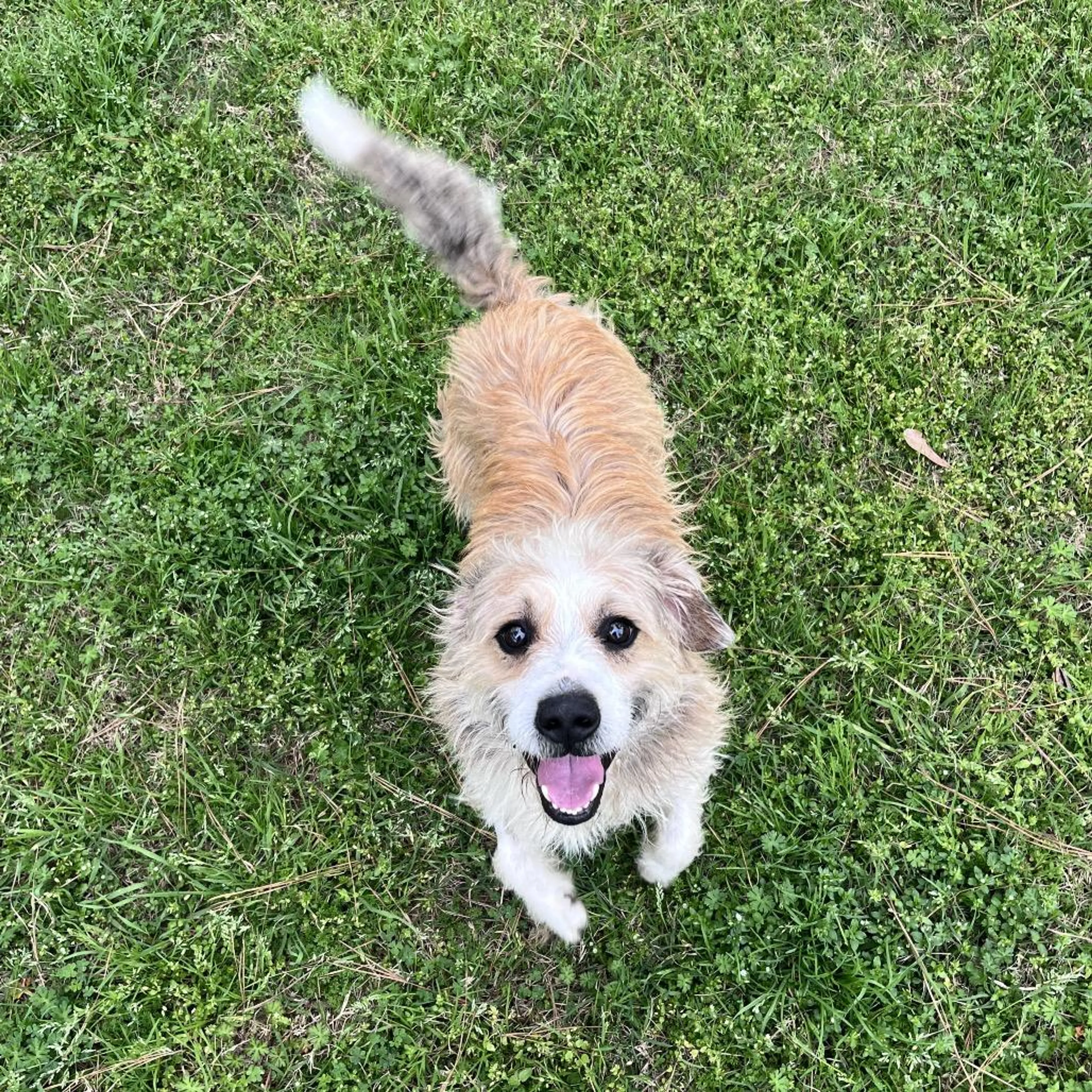 Found pet-4