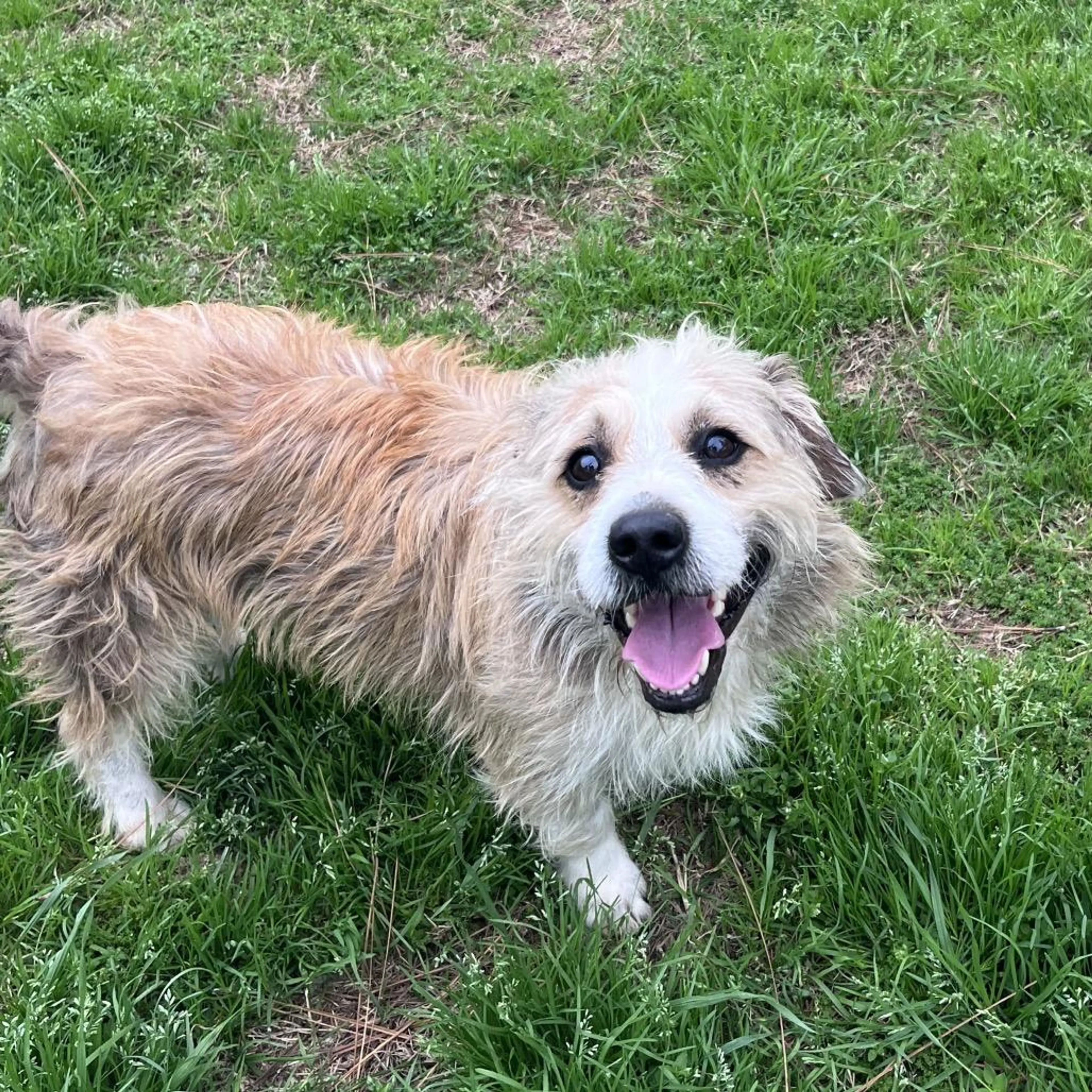 Found pet-2