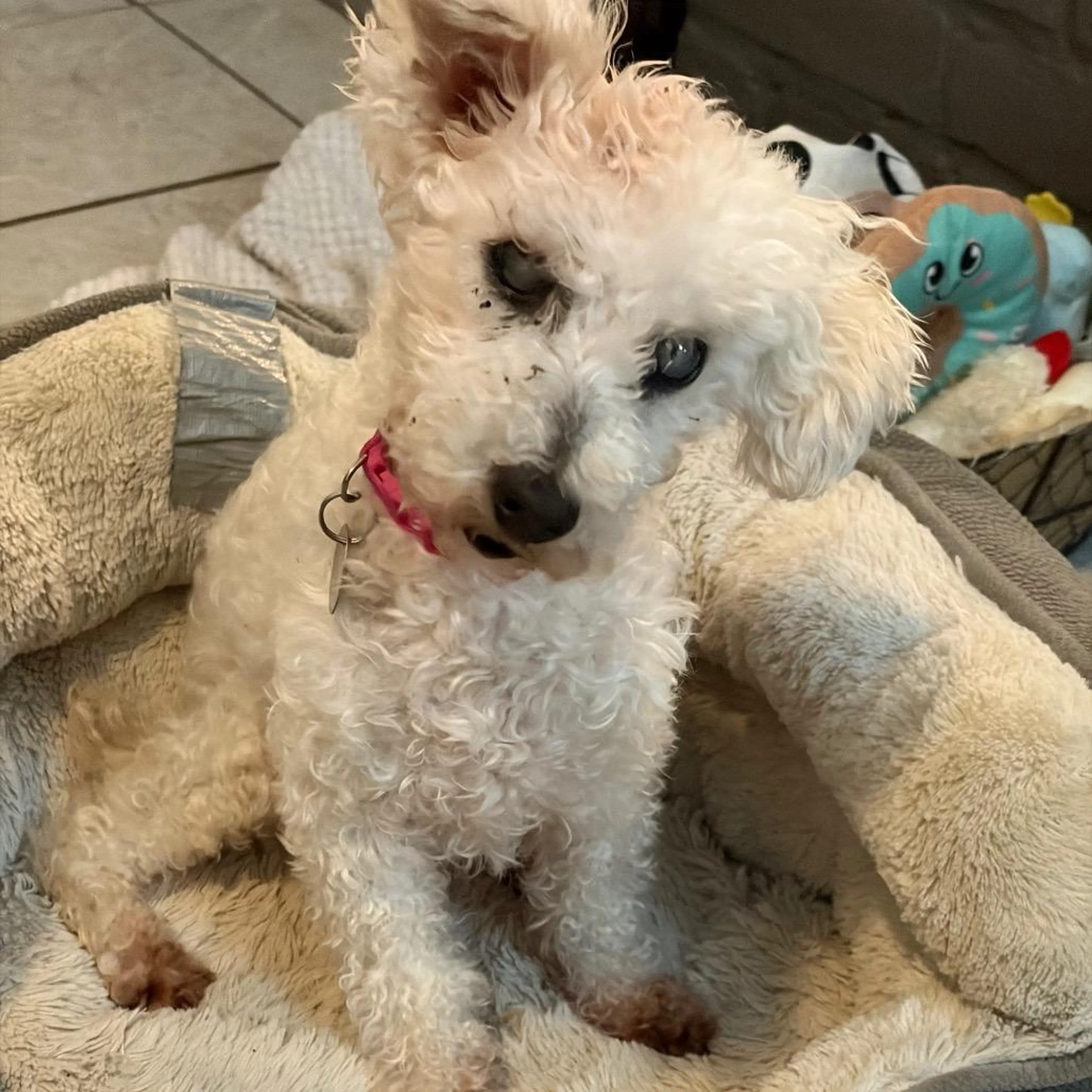 Found pet-5