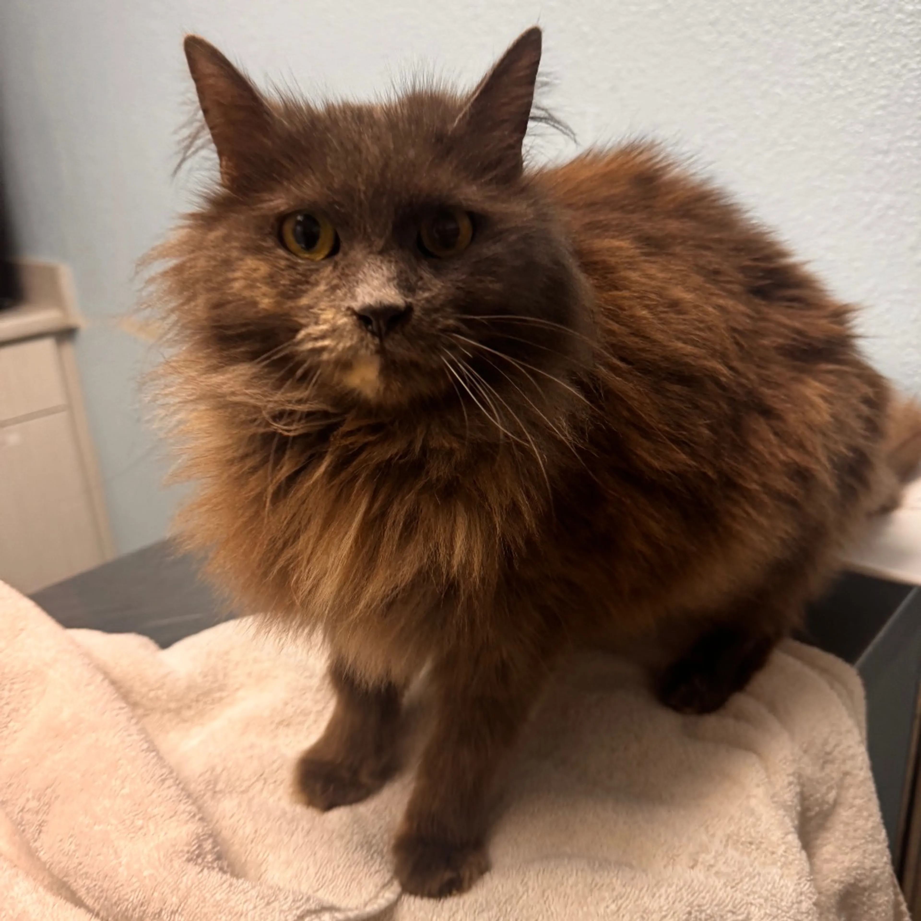 Found pet-1