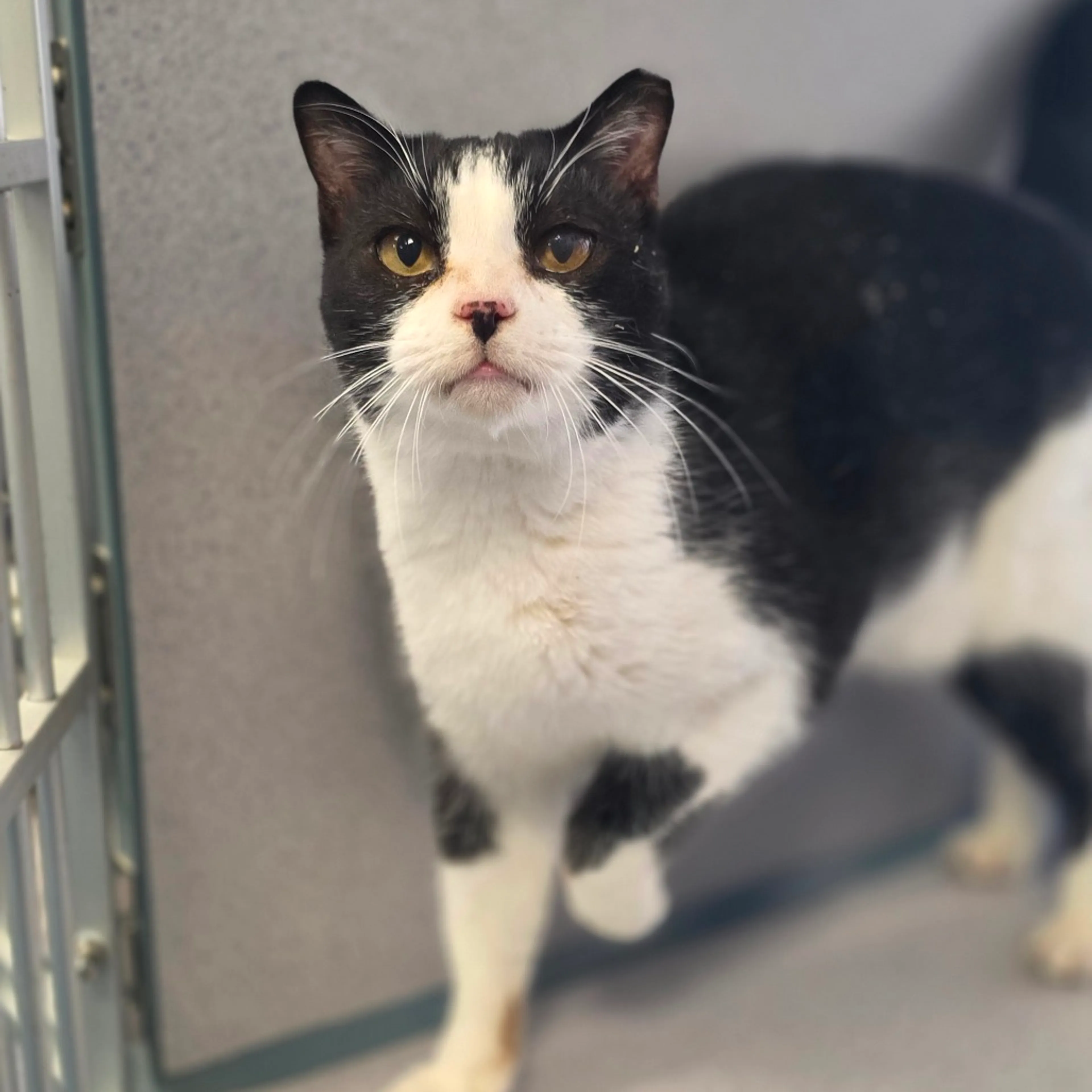 Found pet-1