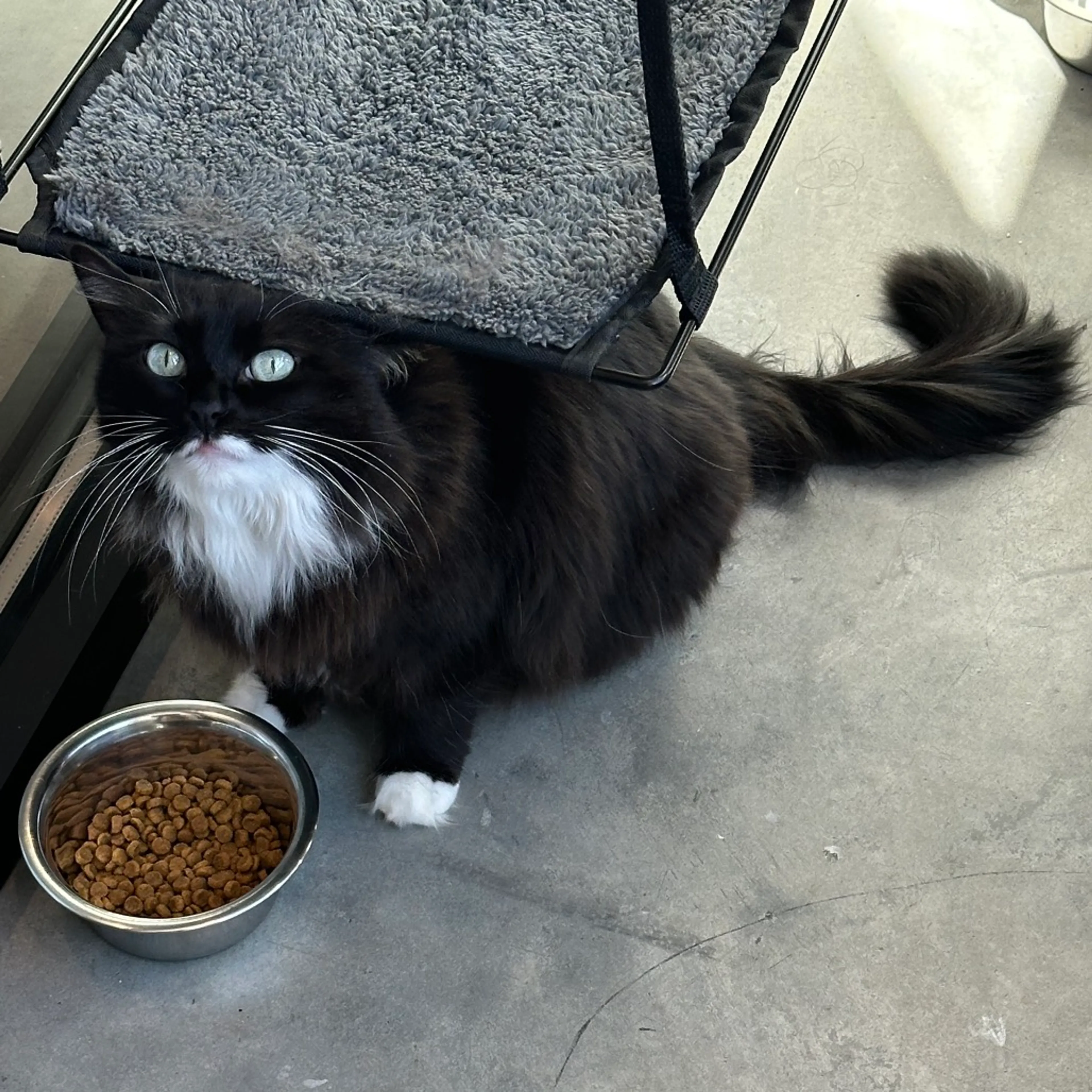 Found pet-5