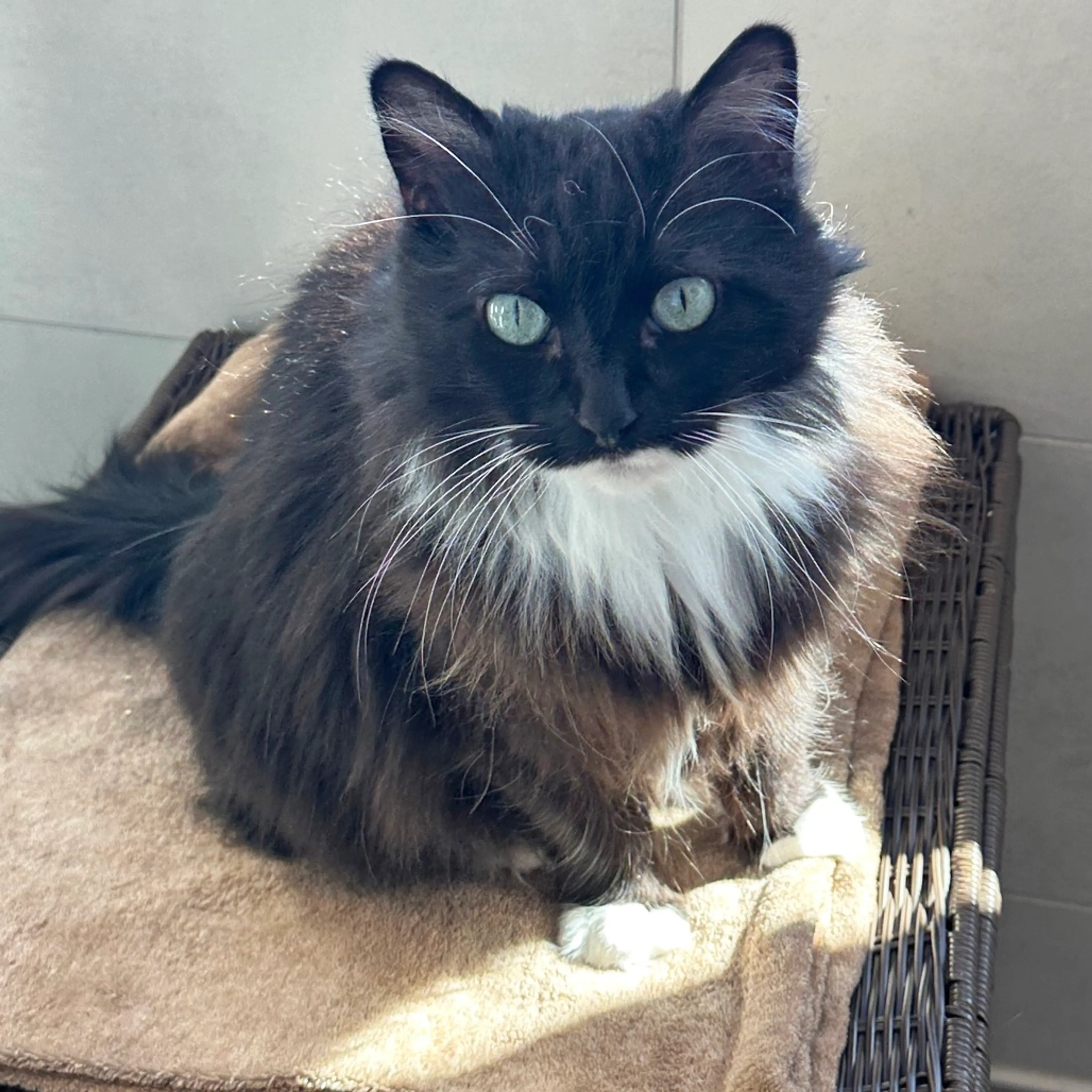 Found pet-3