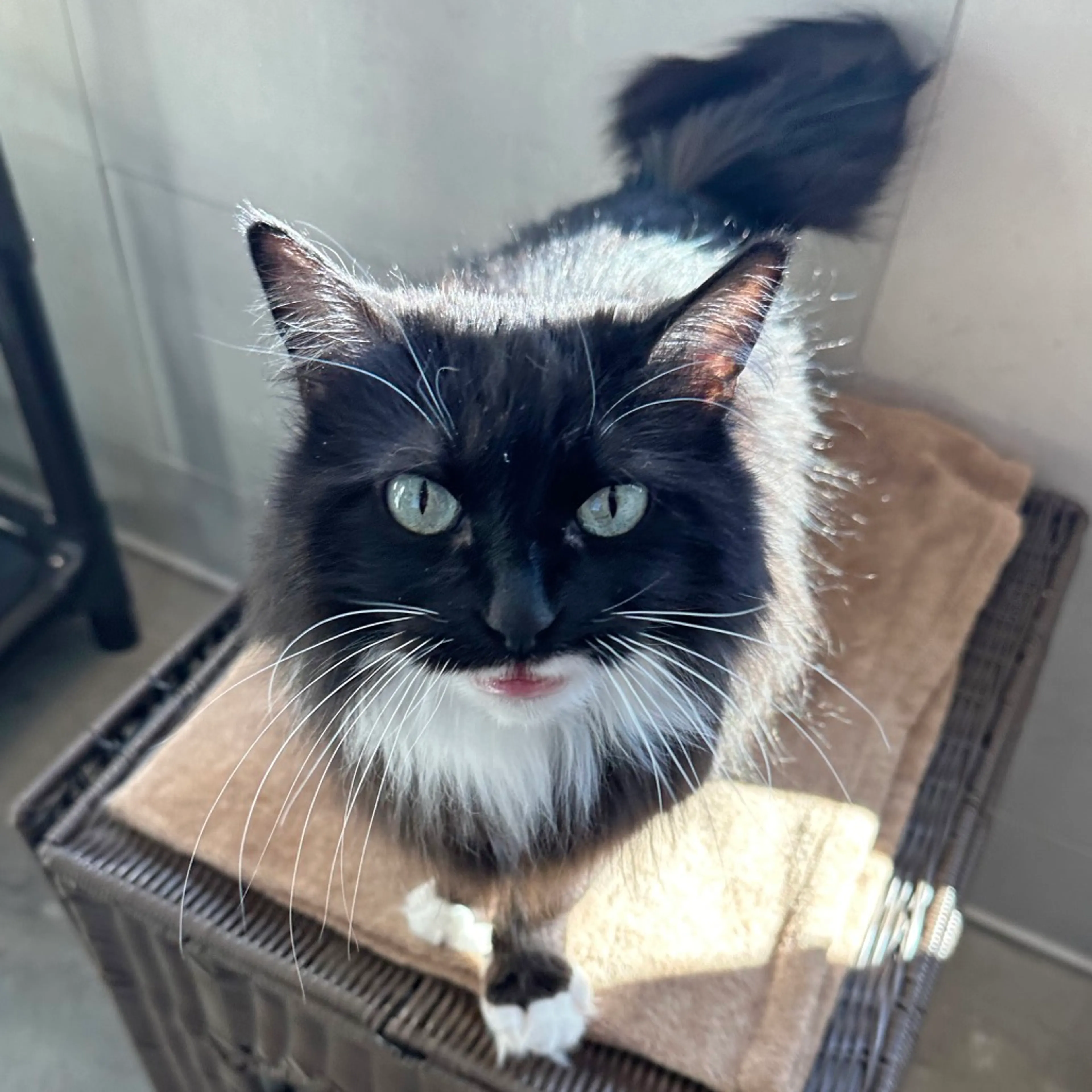 Found pet-2