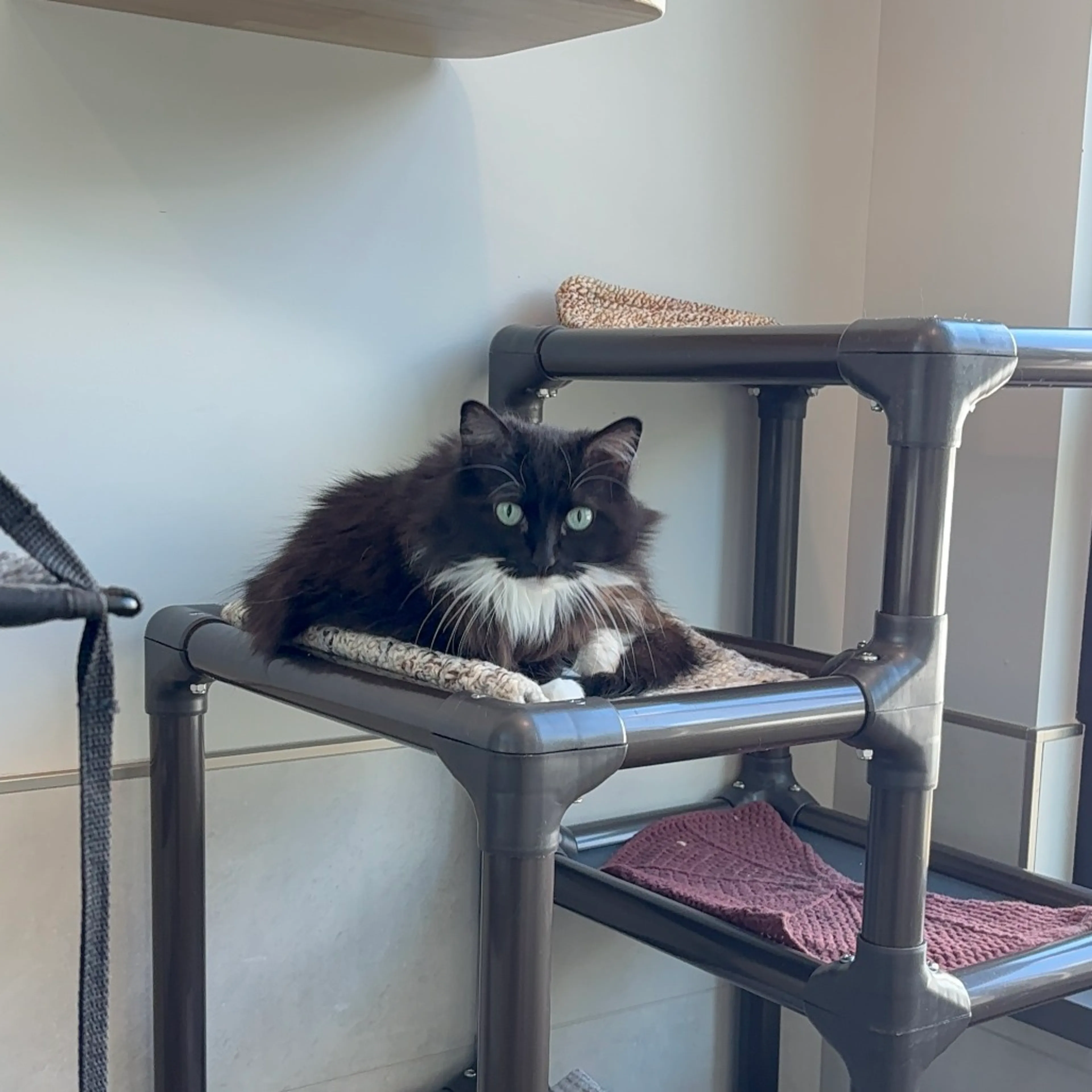 Found pet-7