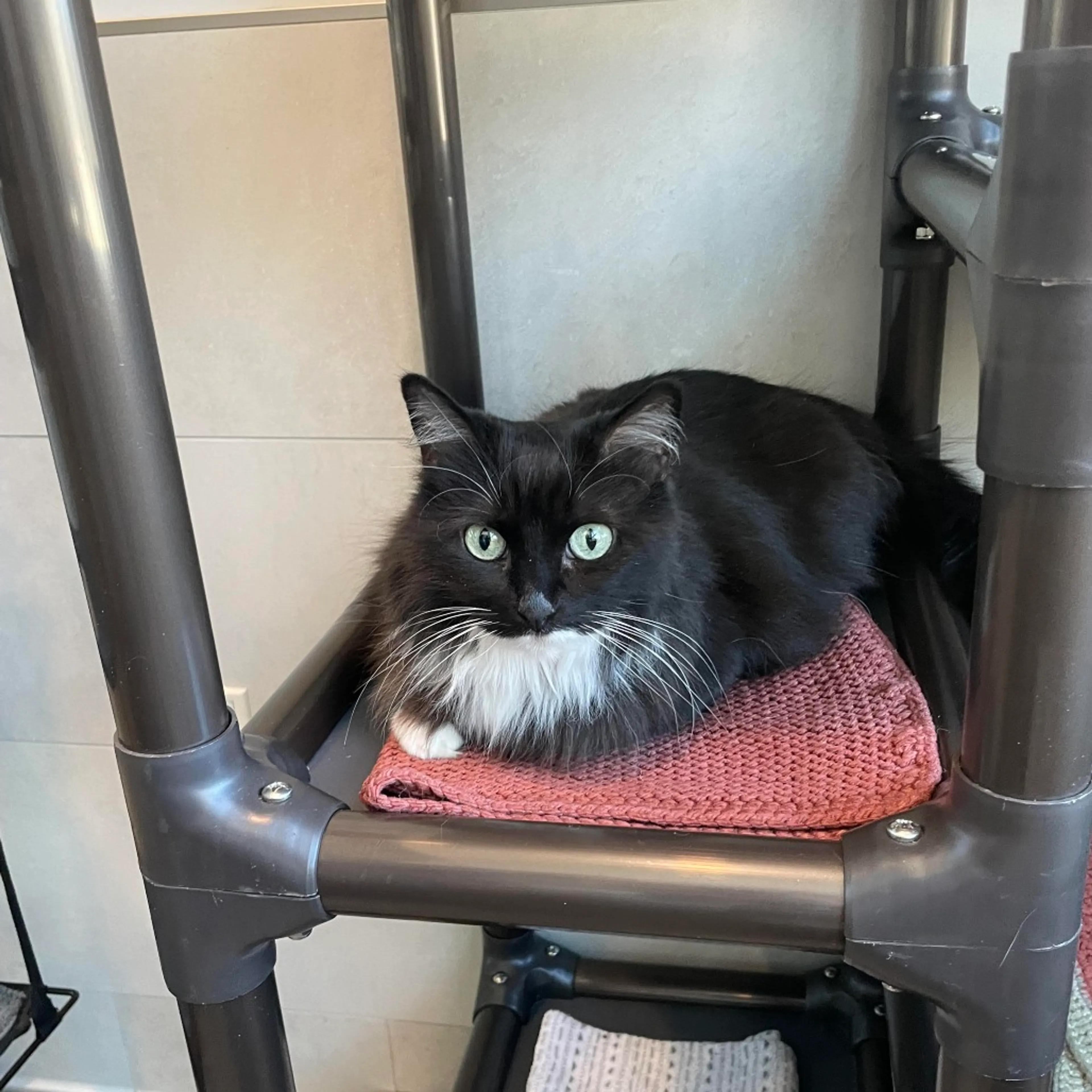 Found pet-1