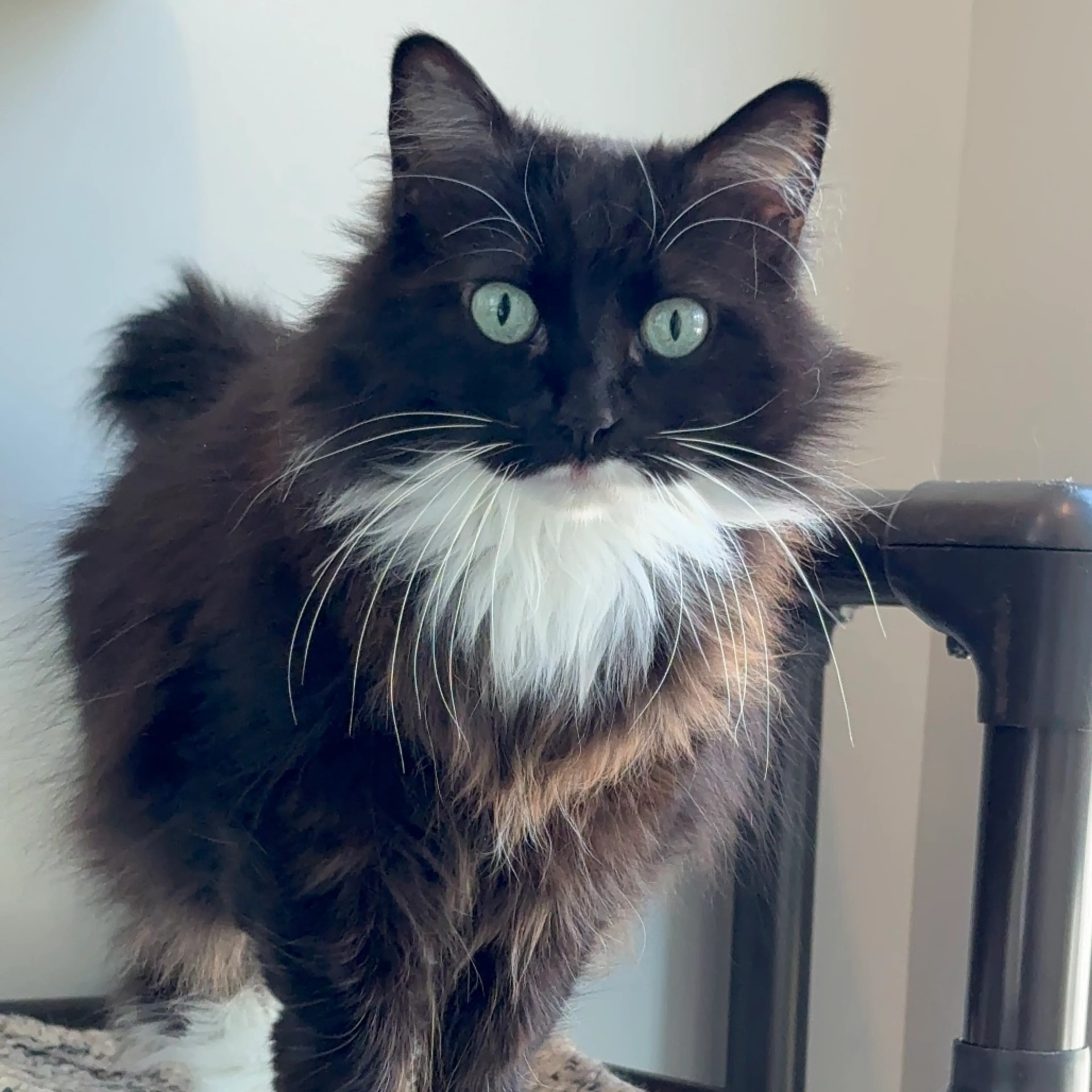 Found pet-6