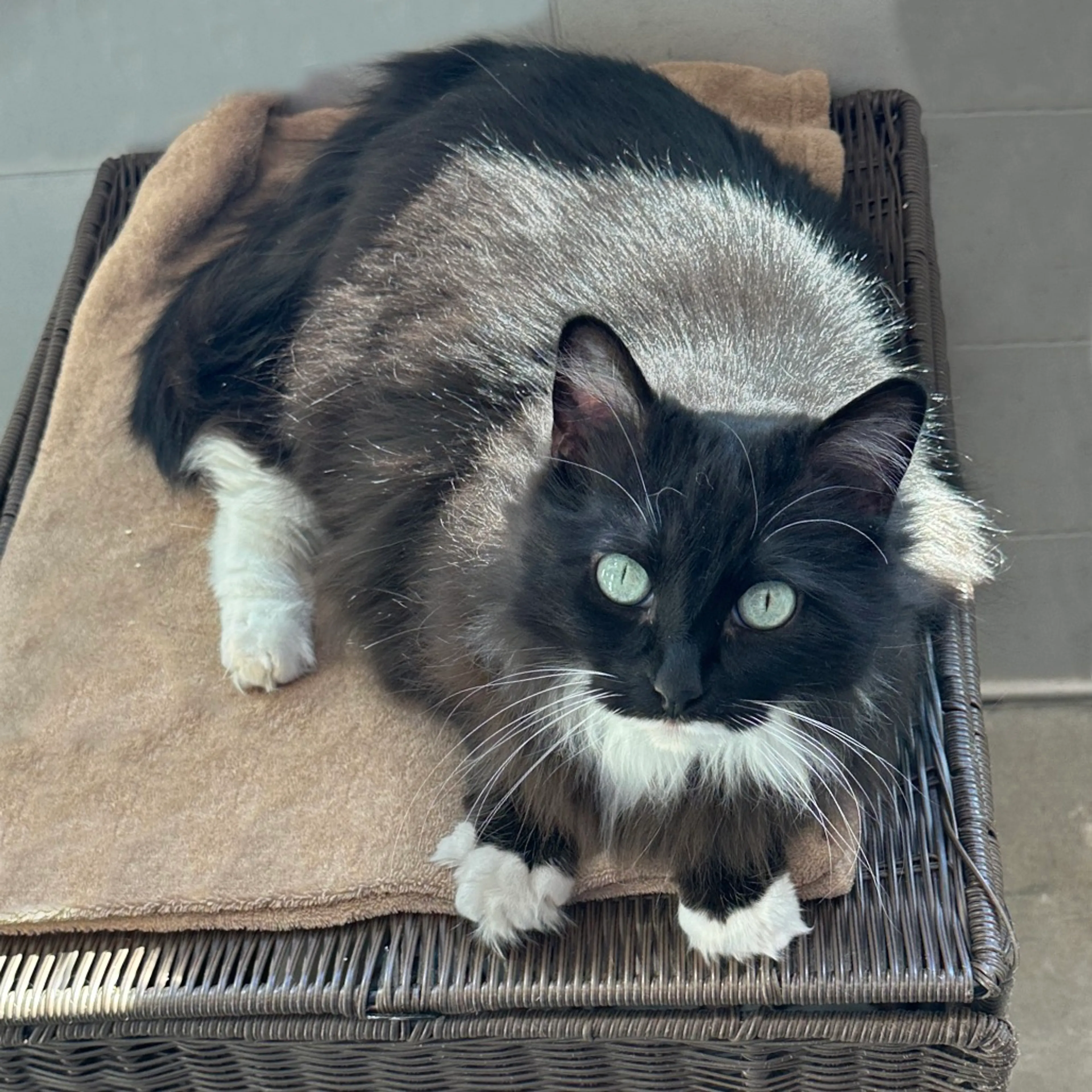 Found pet-4