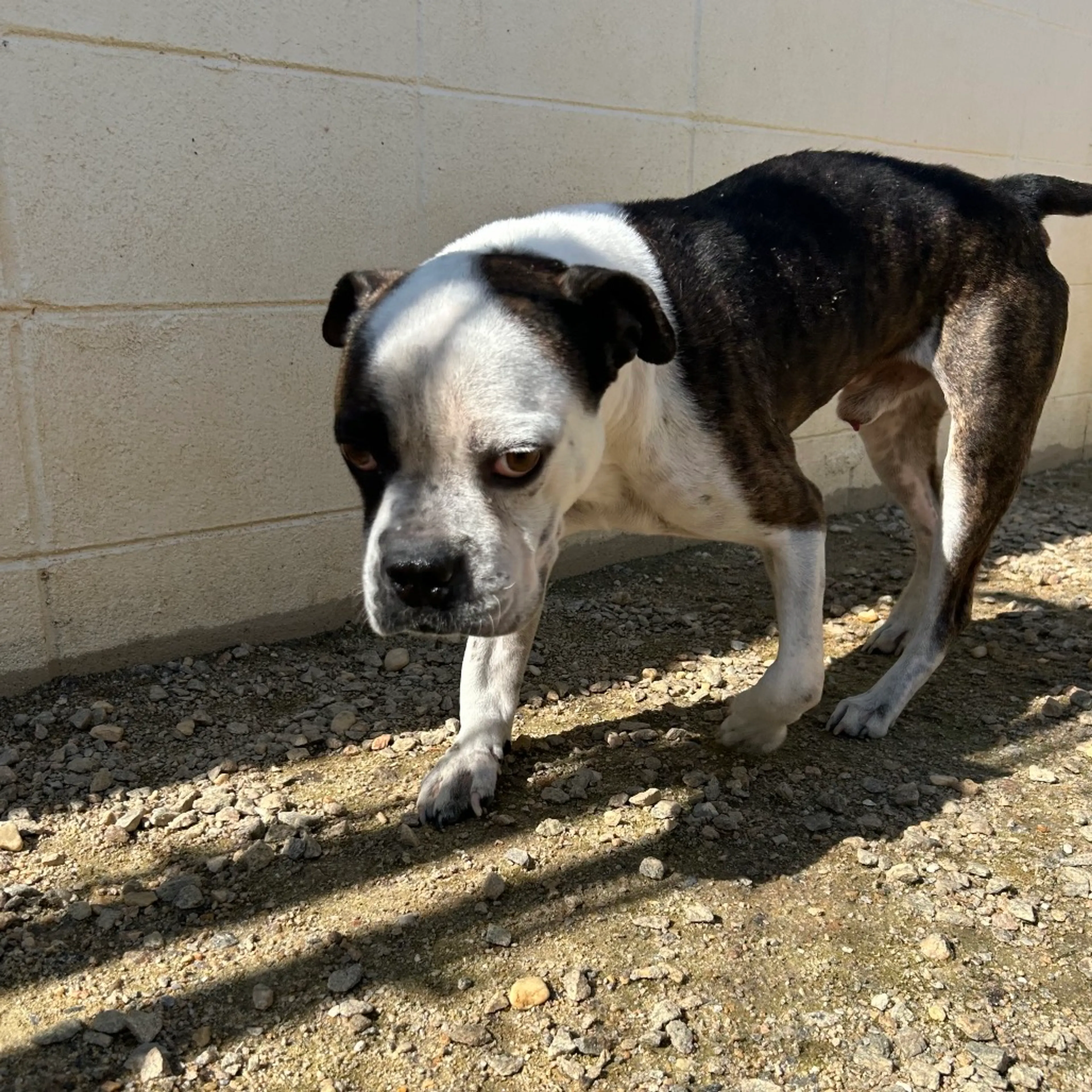 Found pet-1