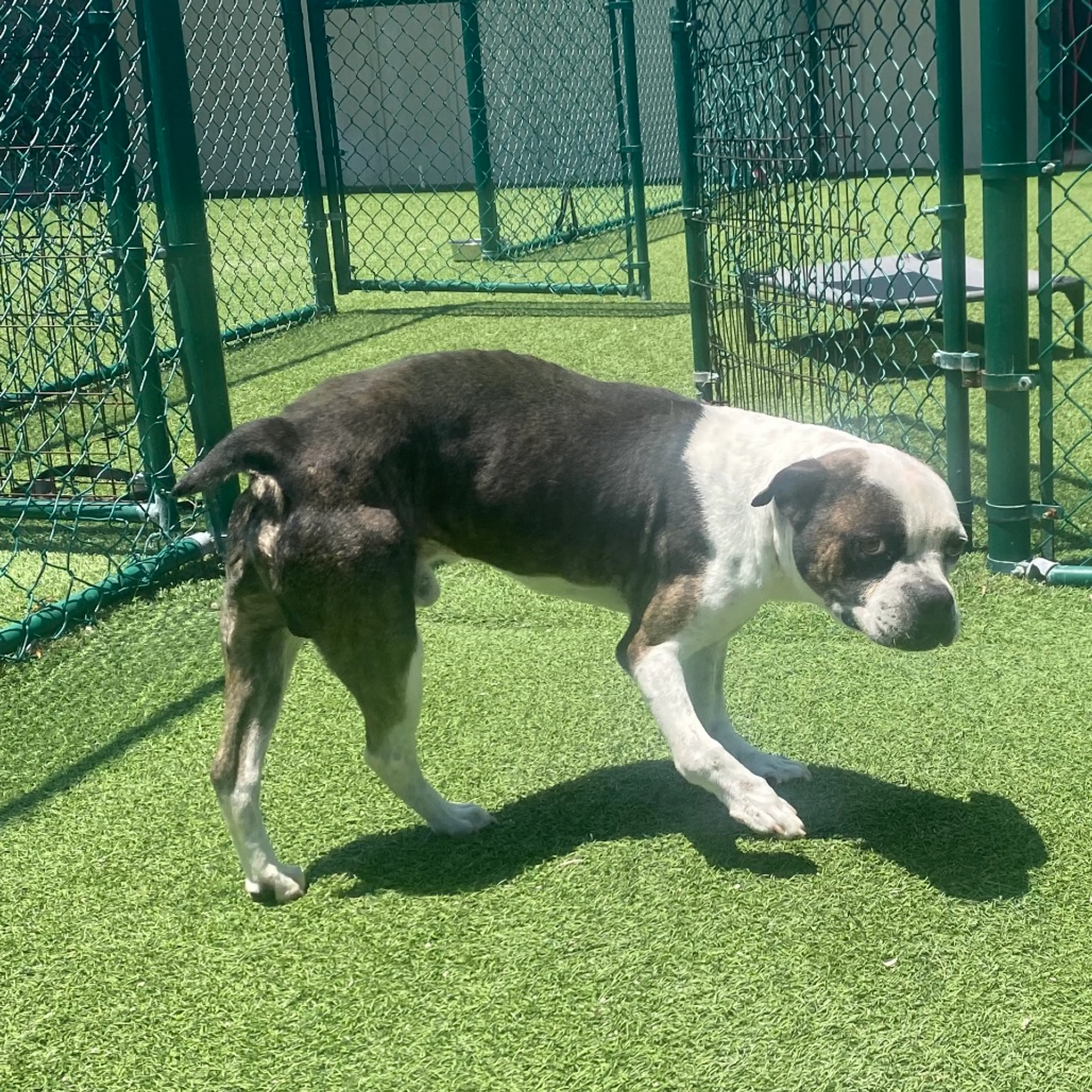 Found pet-2