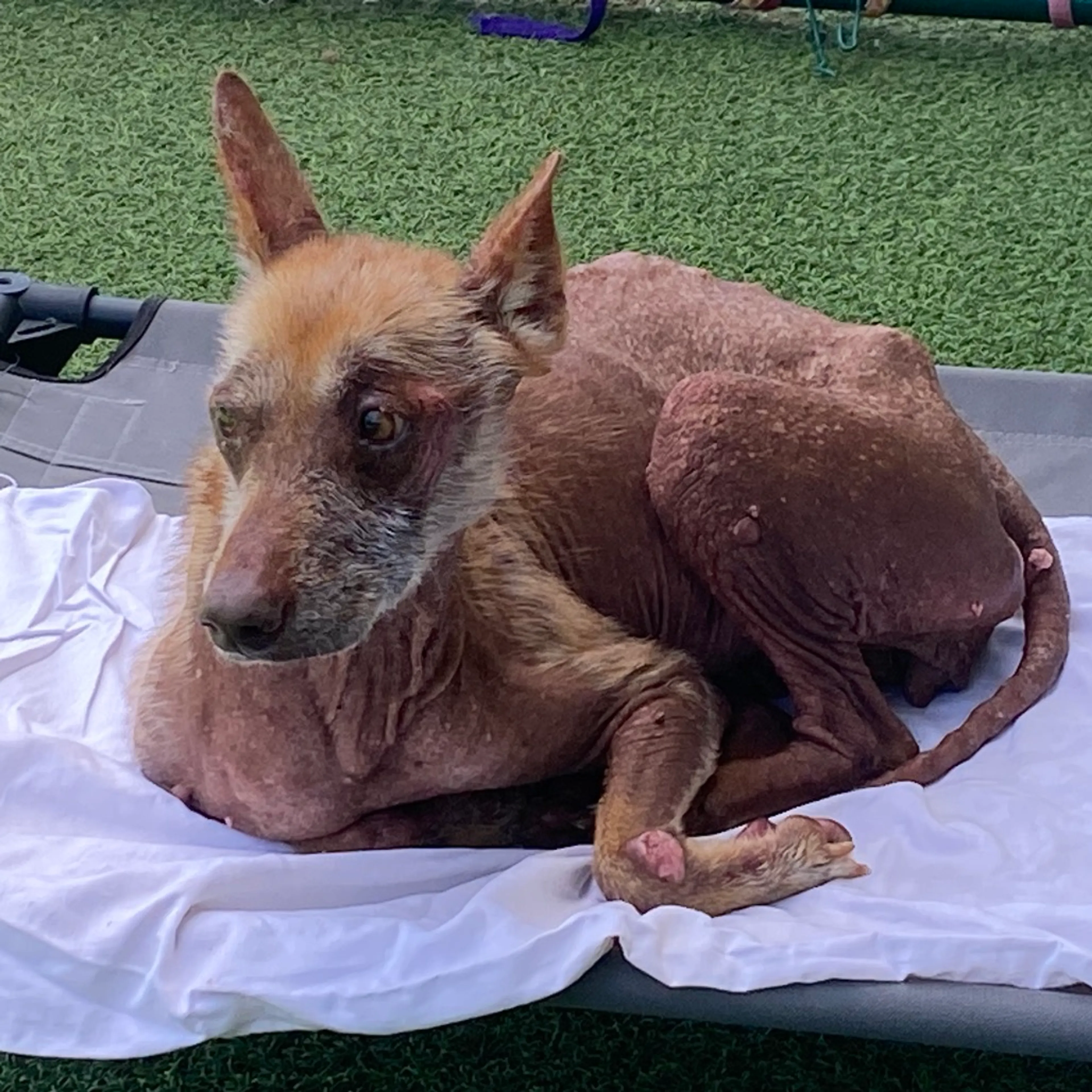 Found pet-3