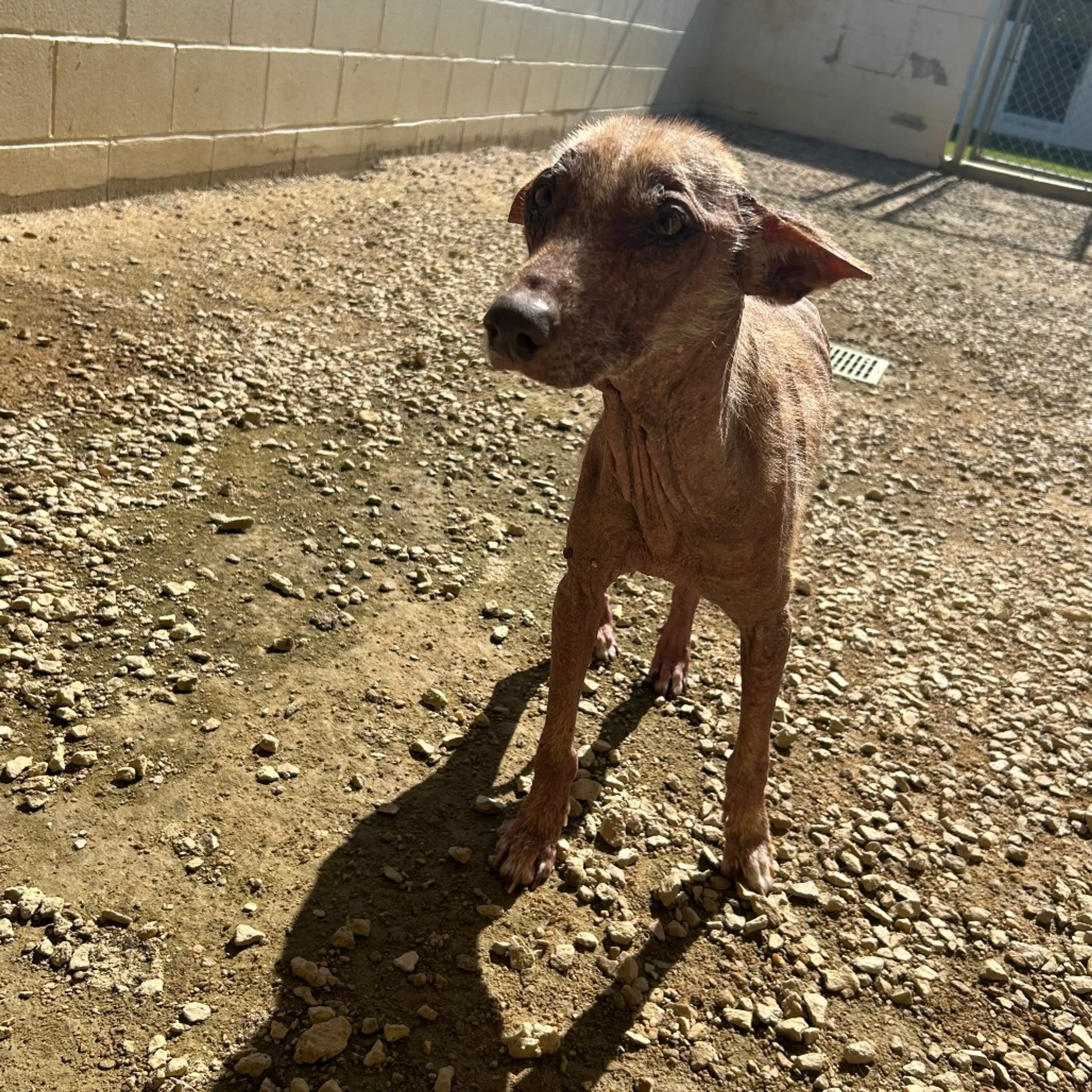 Found pet-1