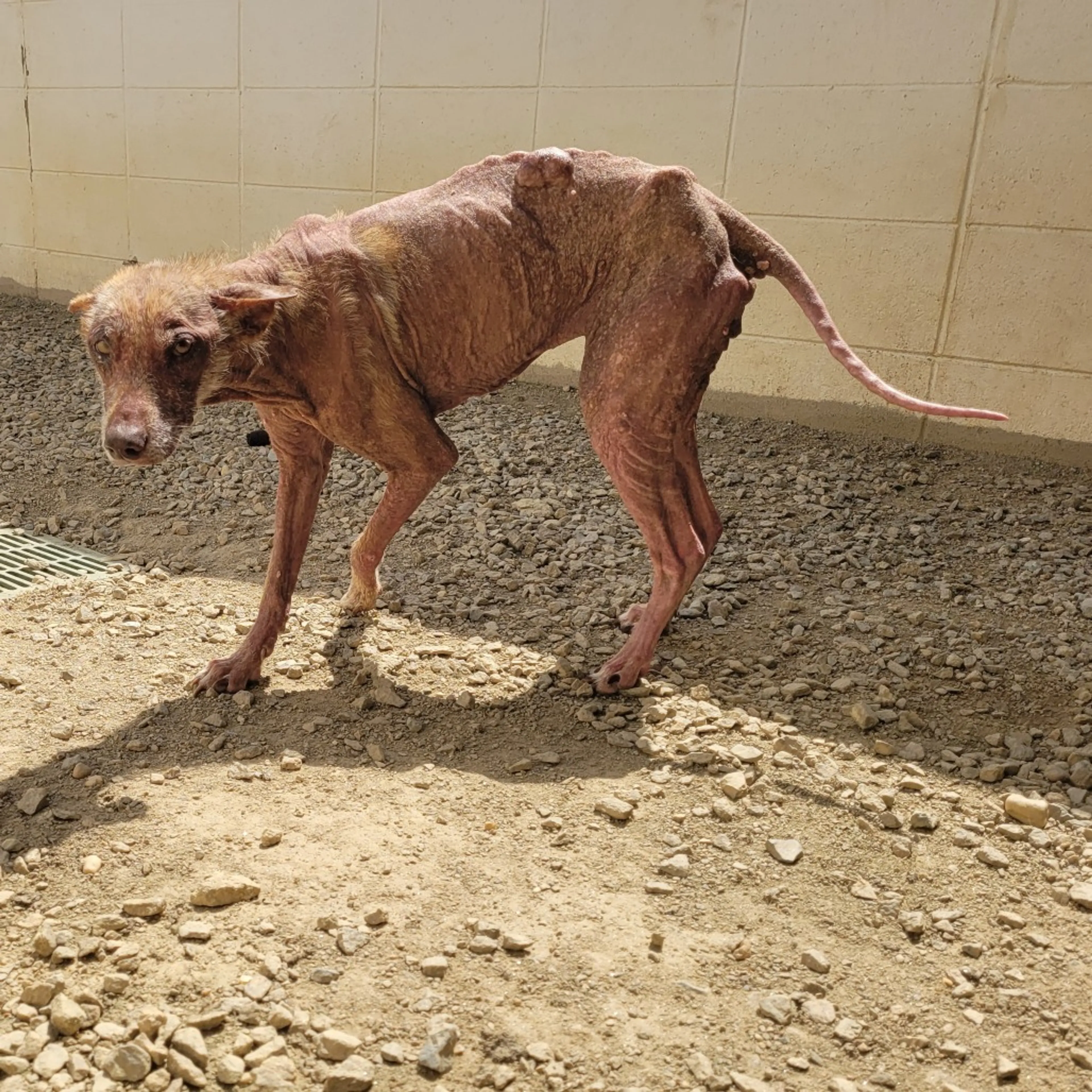 Found pet-2
