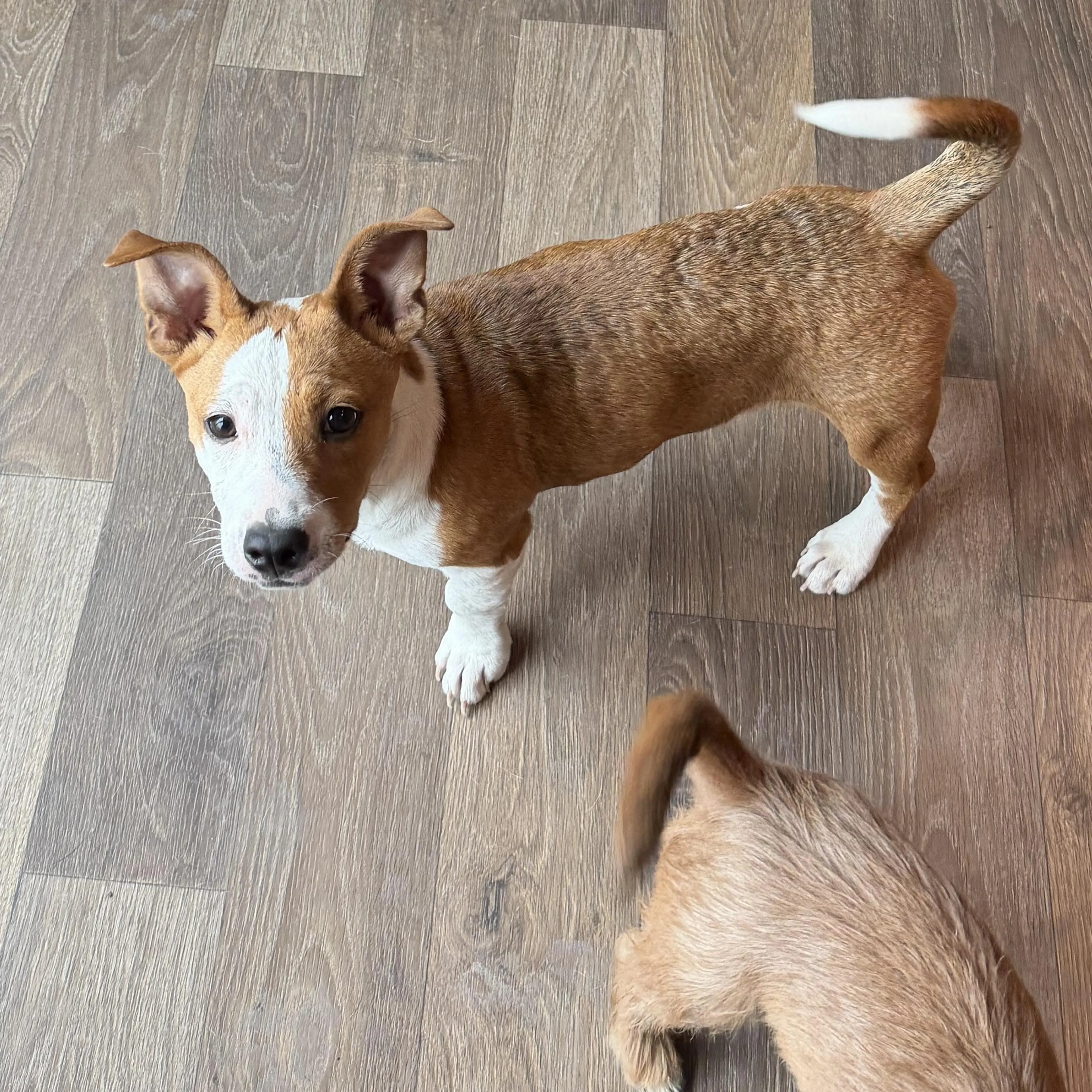 Found pet-2