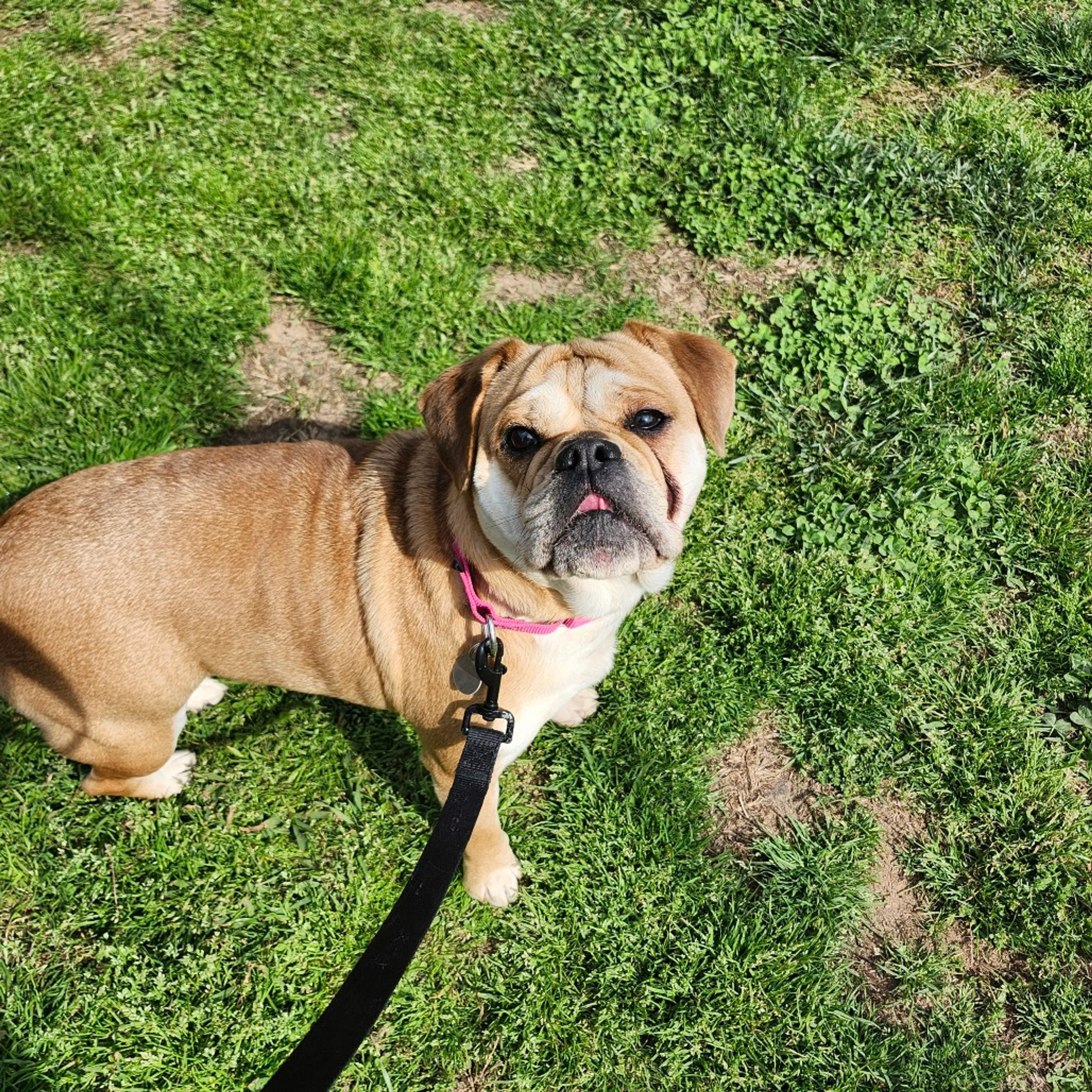 Found pet-2