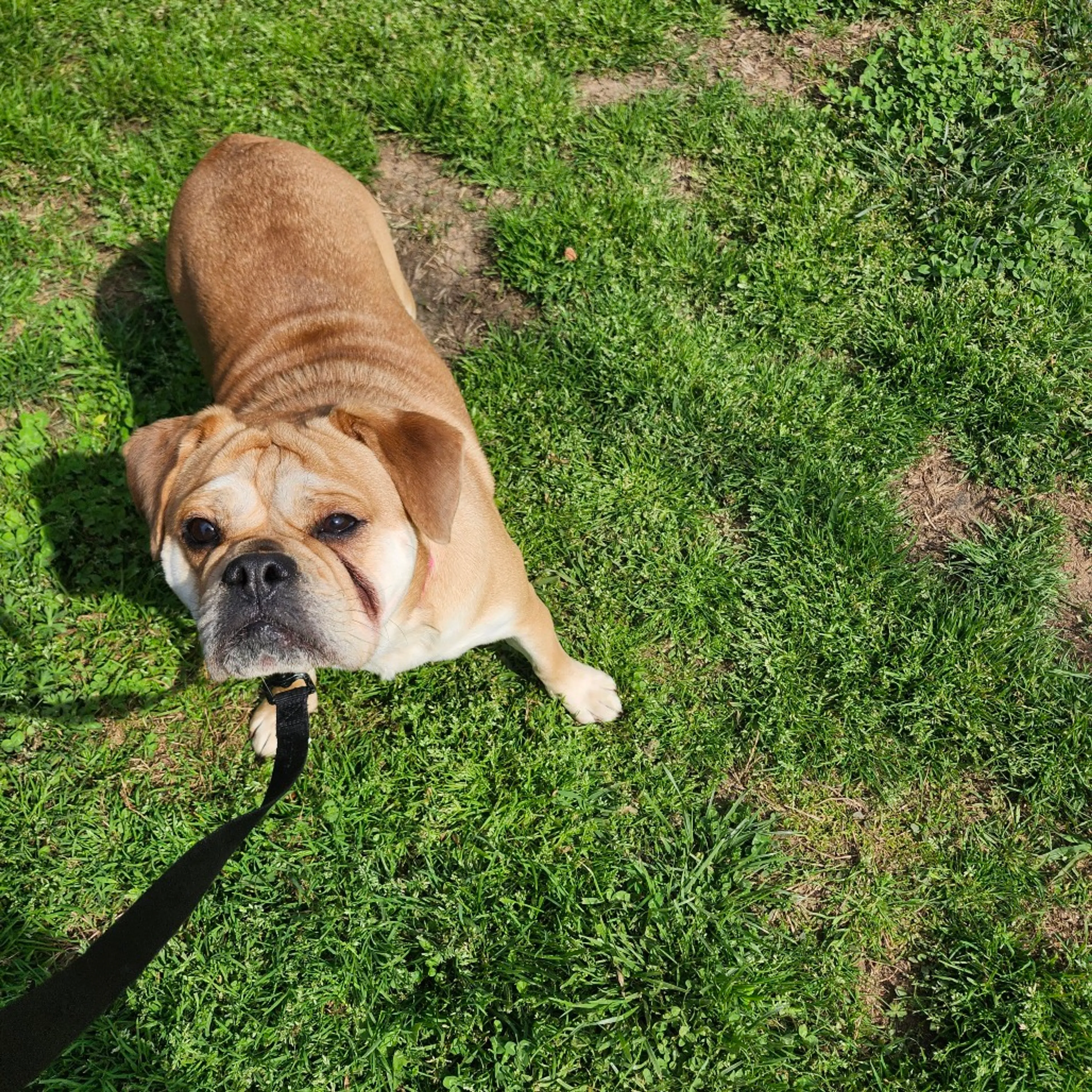 Found pet-3