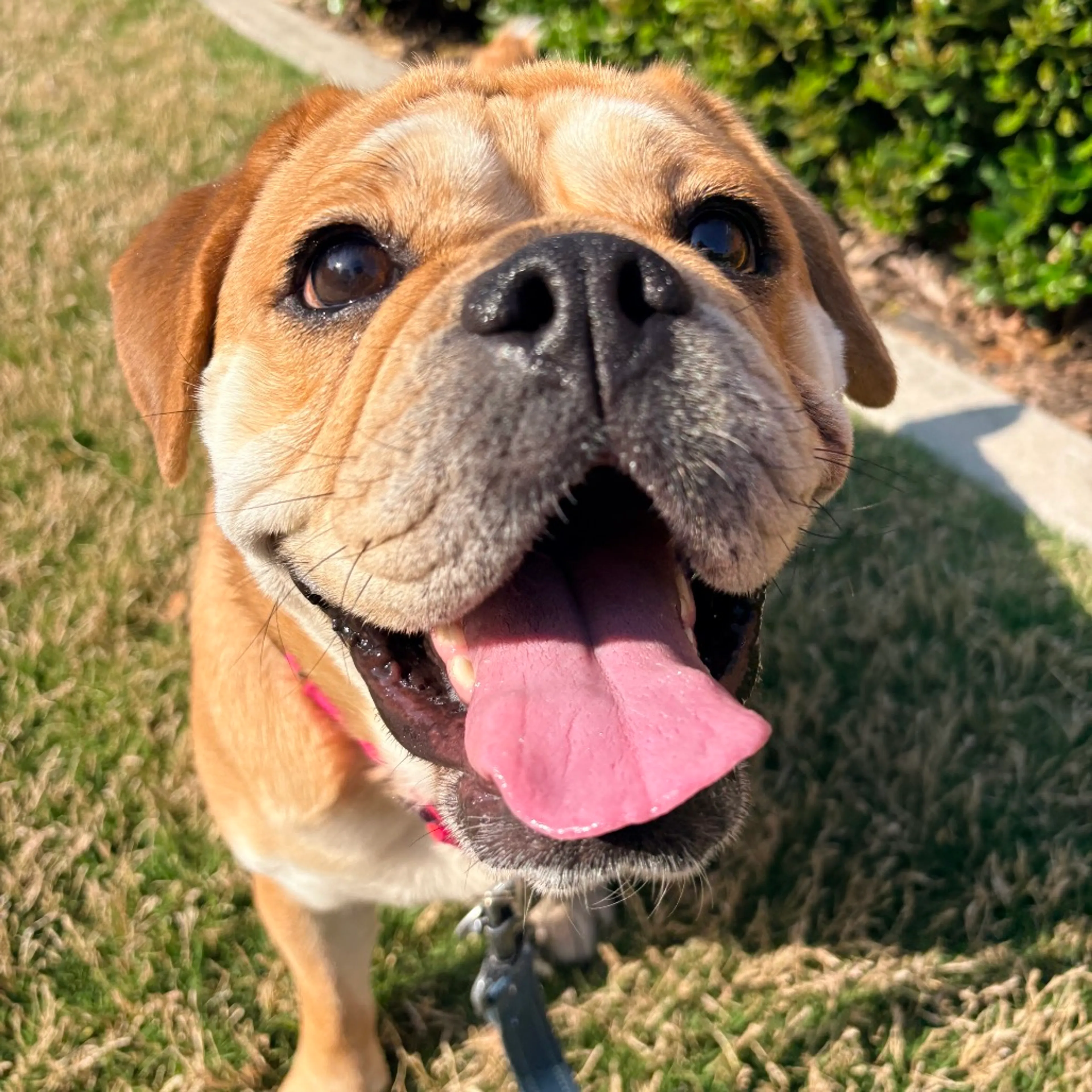Found pet-9
