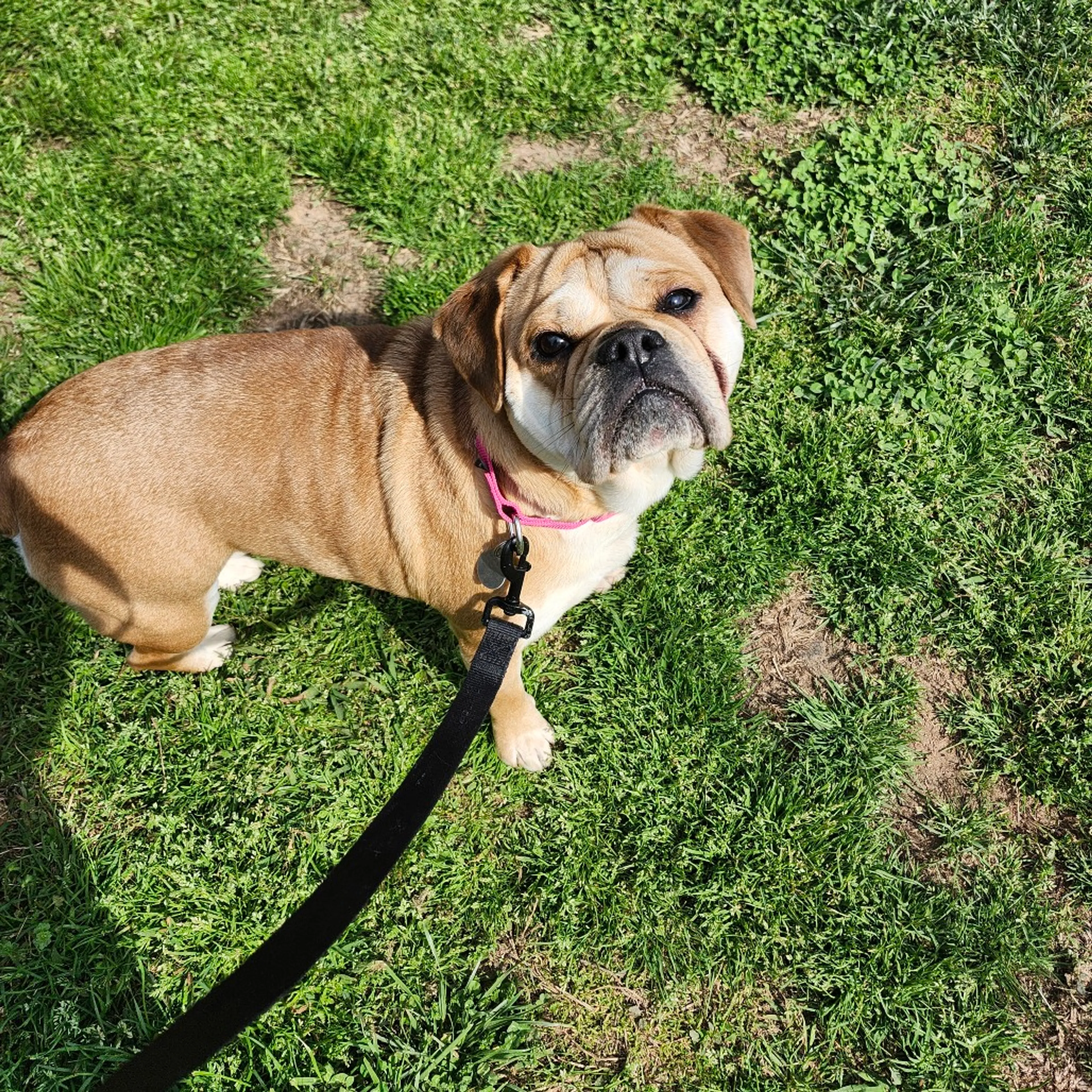 Found pet-4
