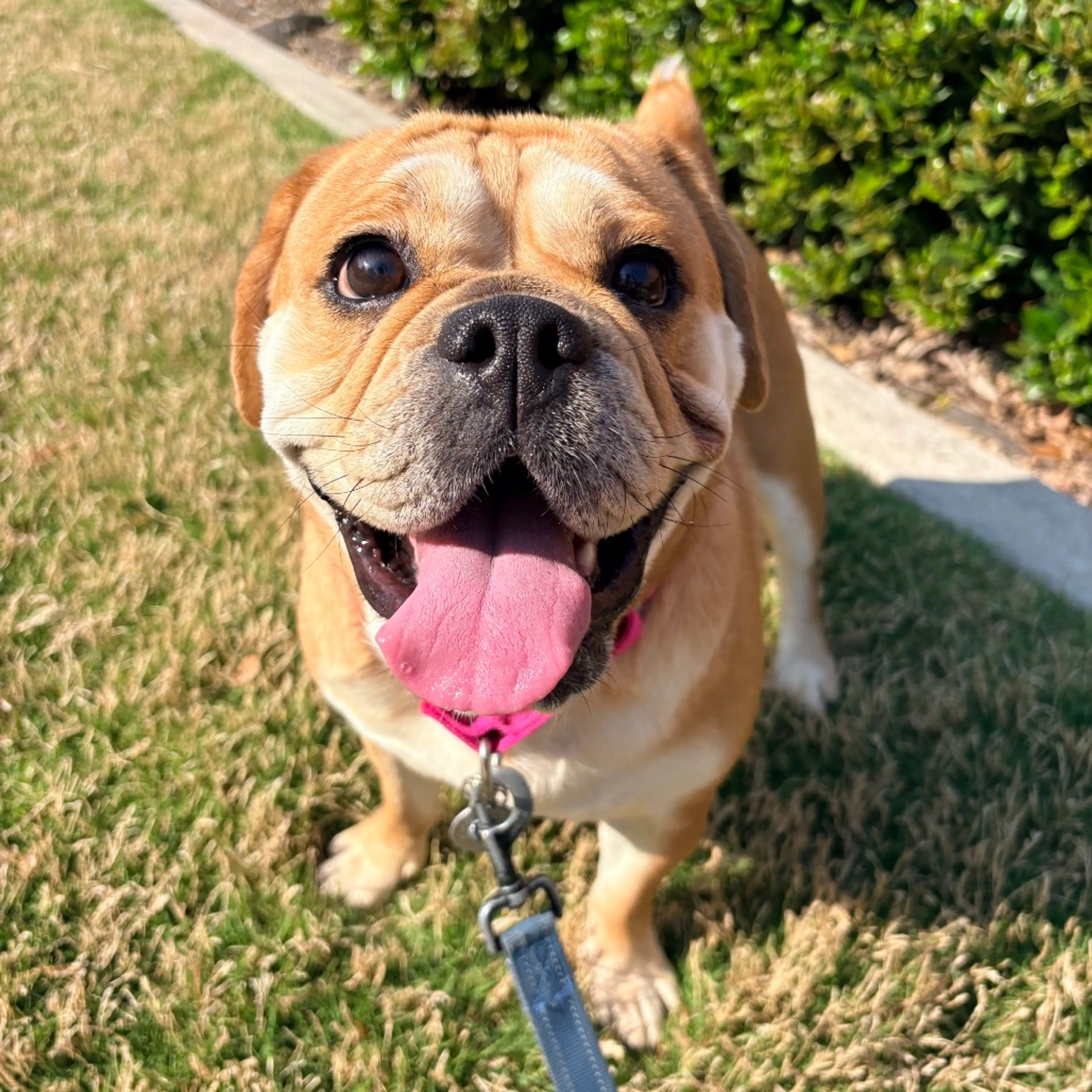 Found pet-8