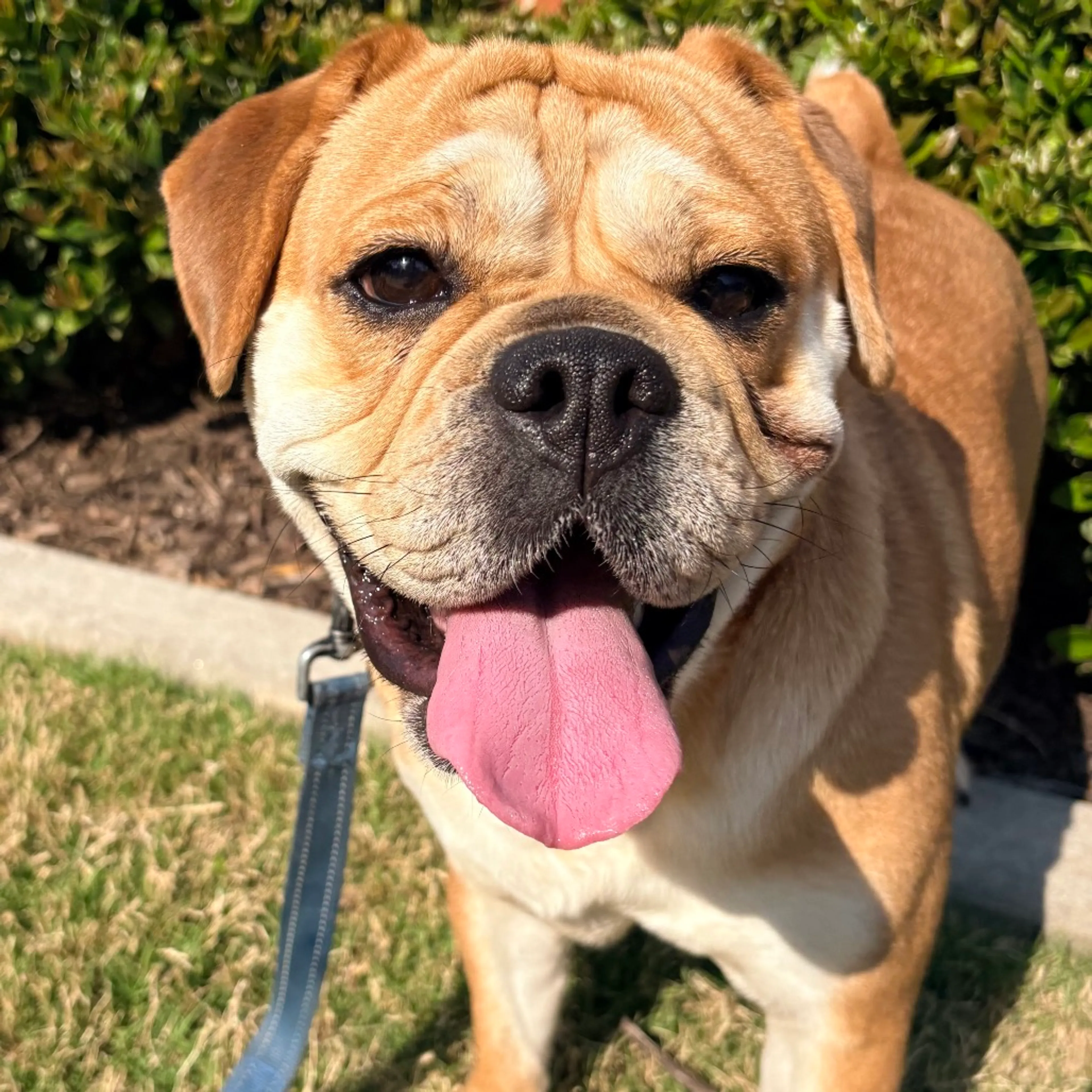 Found pet-10