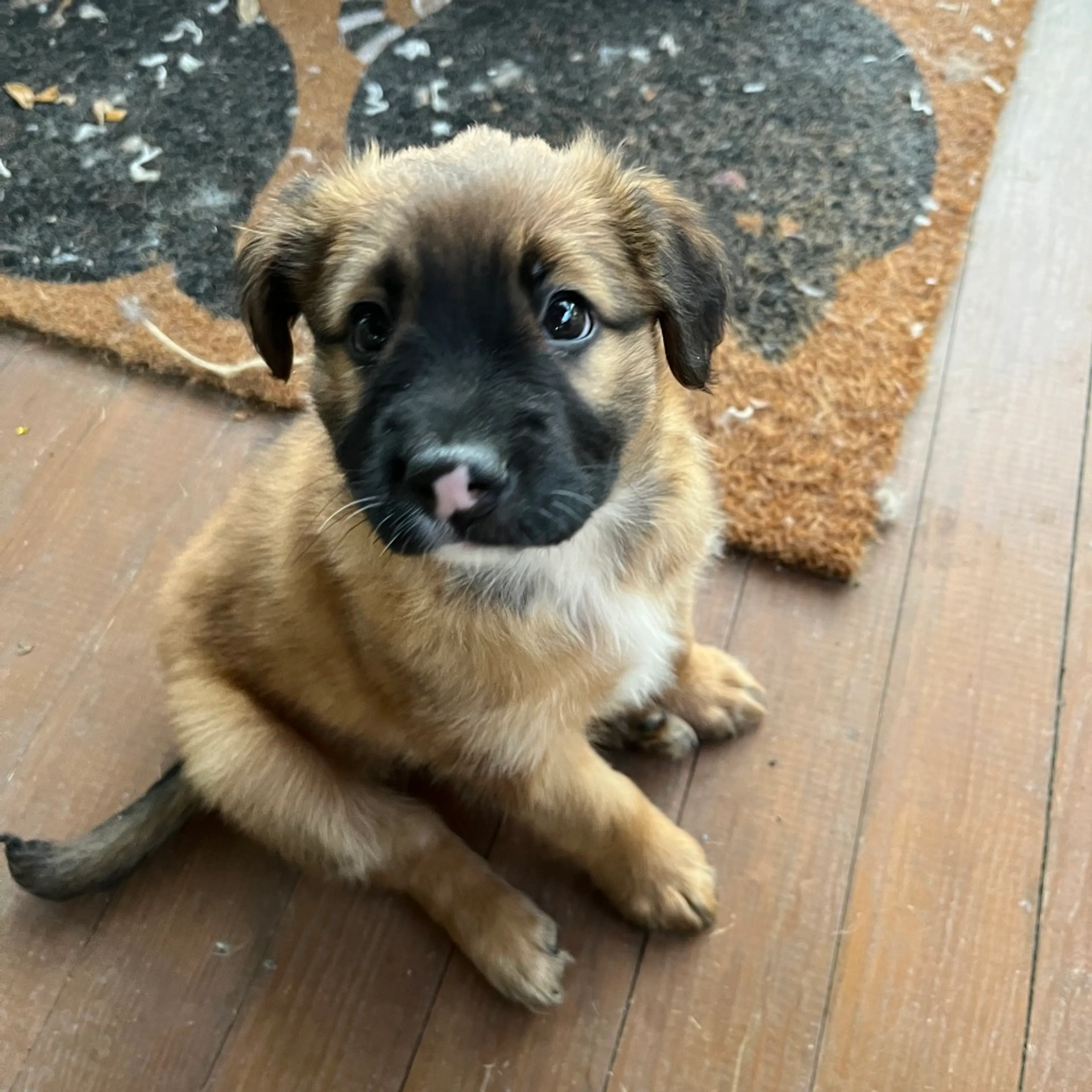 Found pet-0