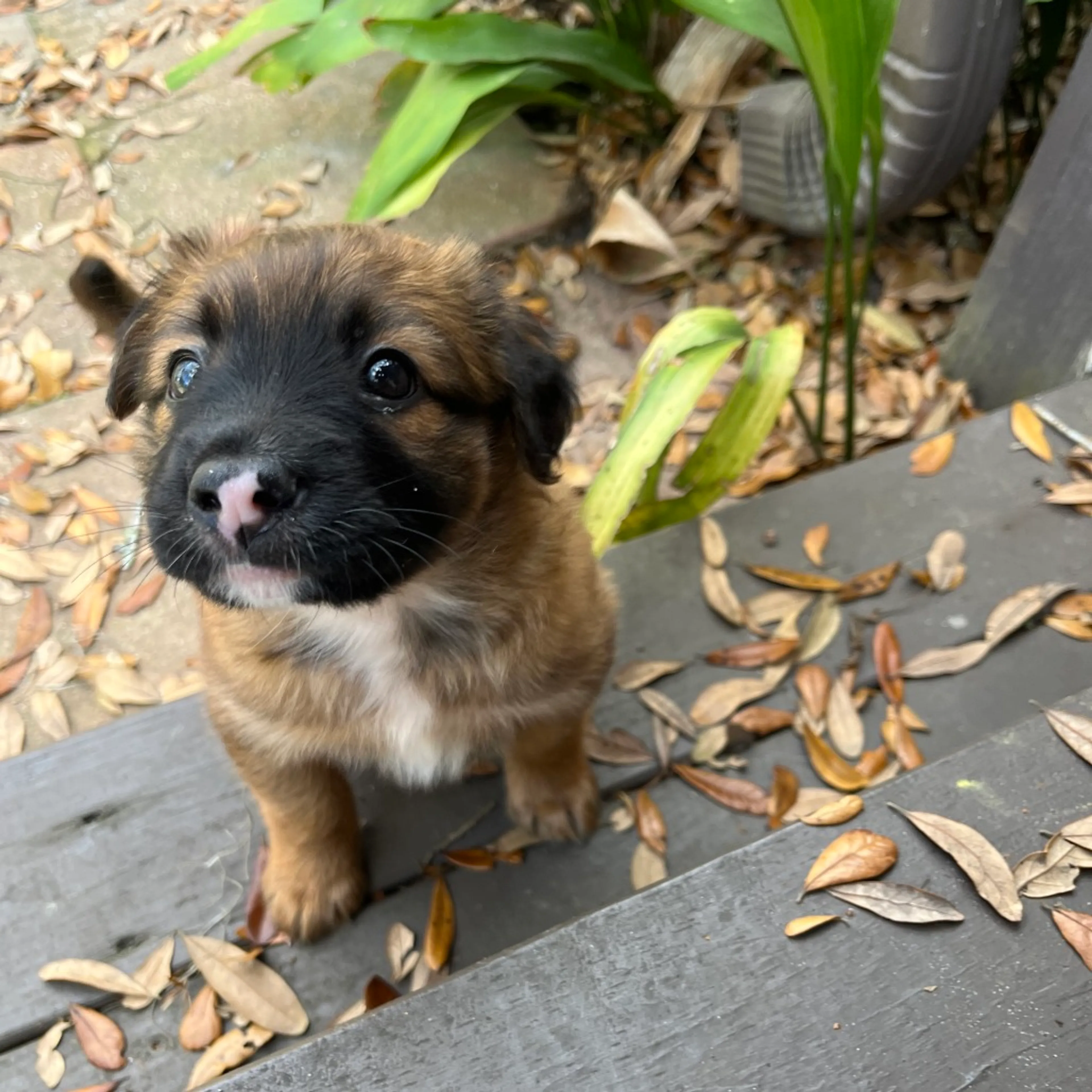 Found pet-5