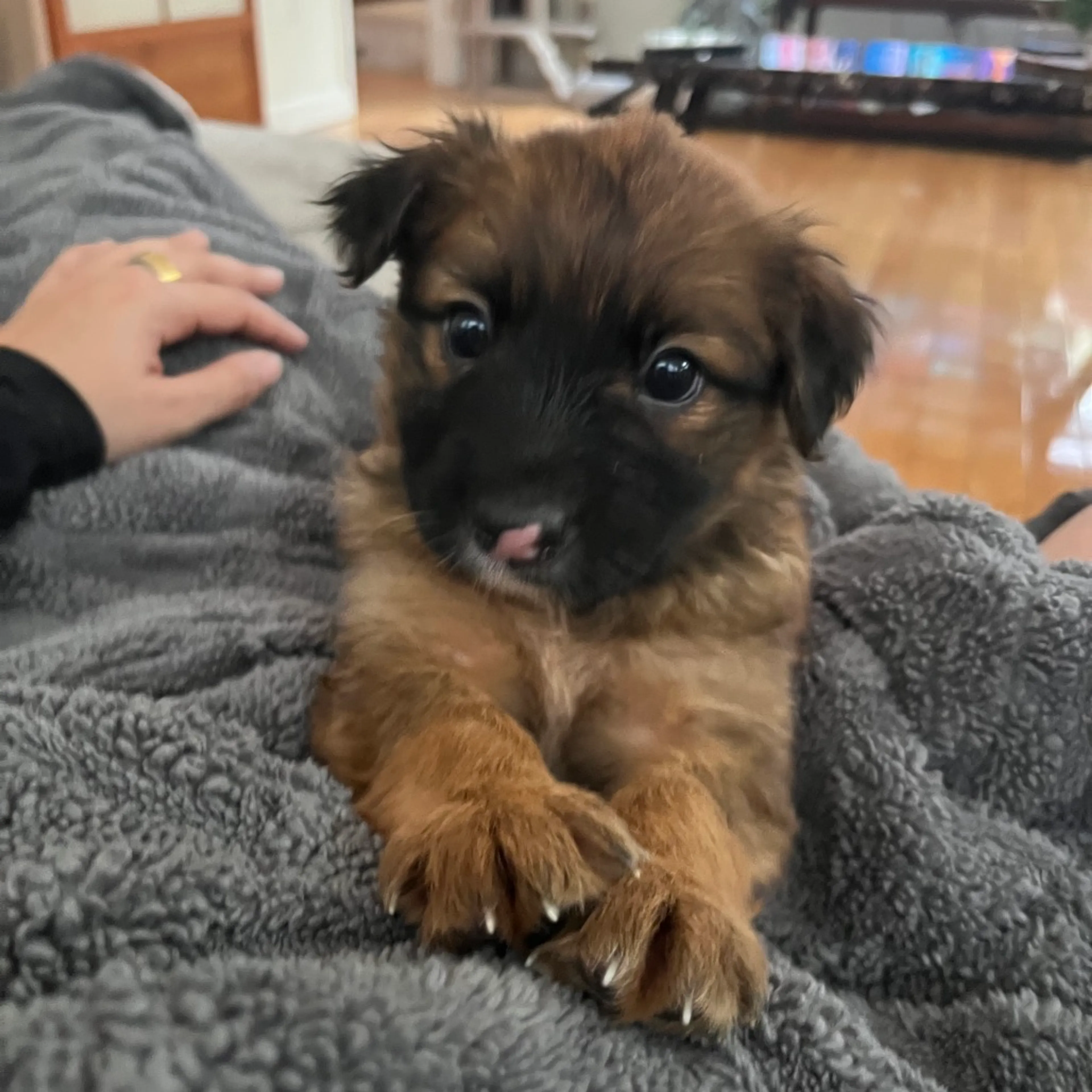 Found pet-1