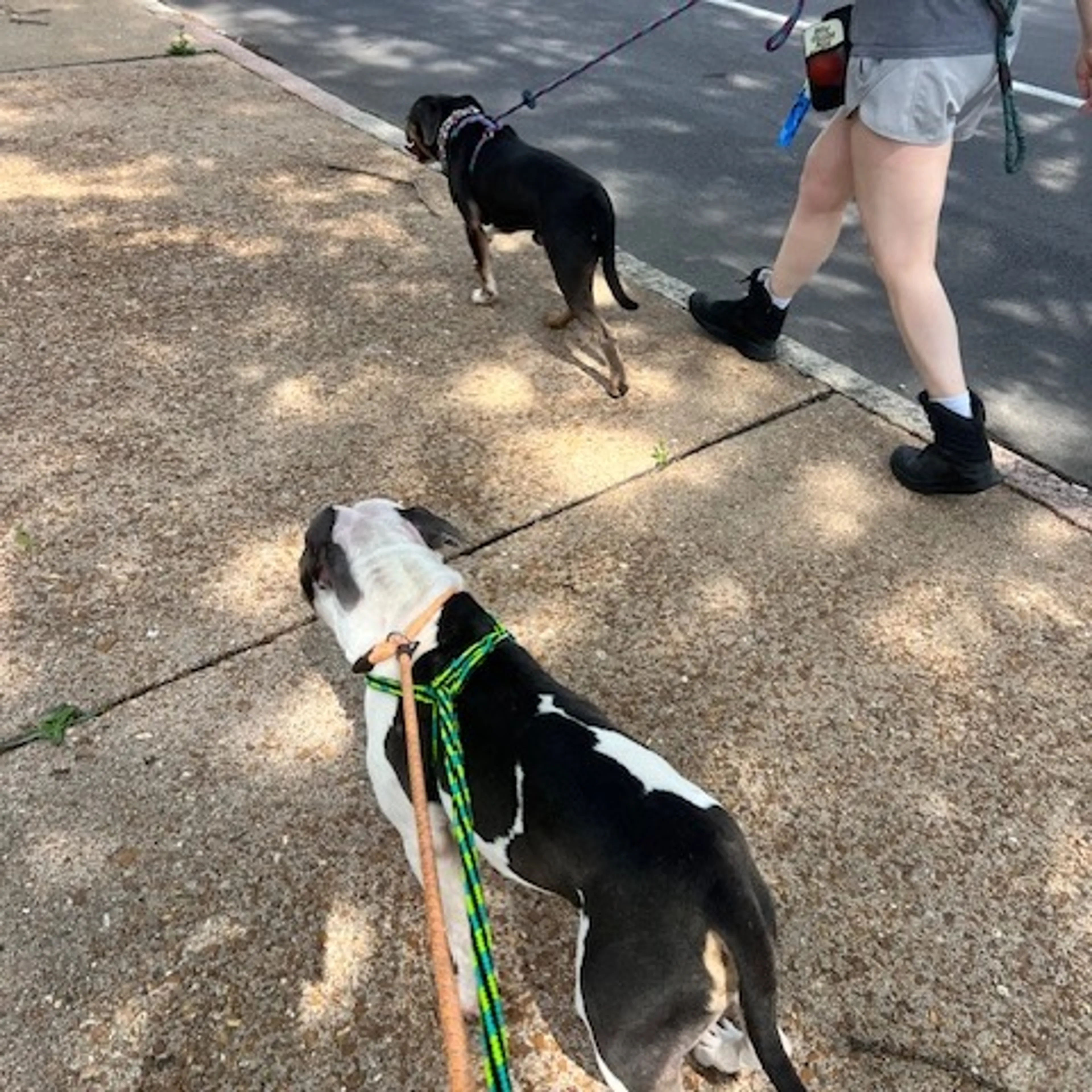 Found pet-9
