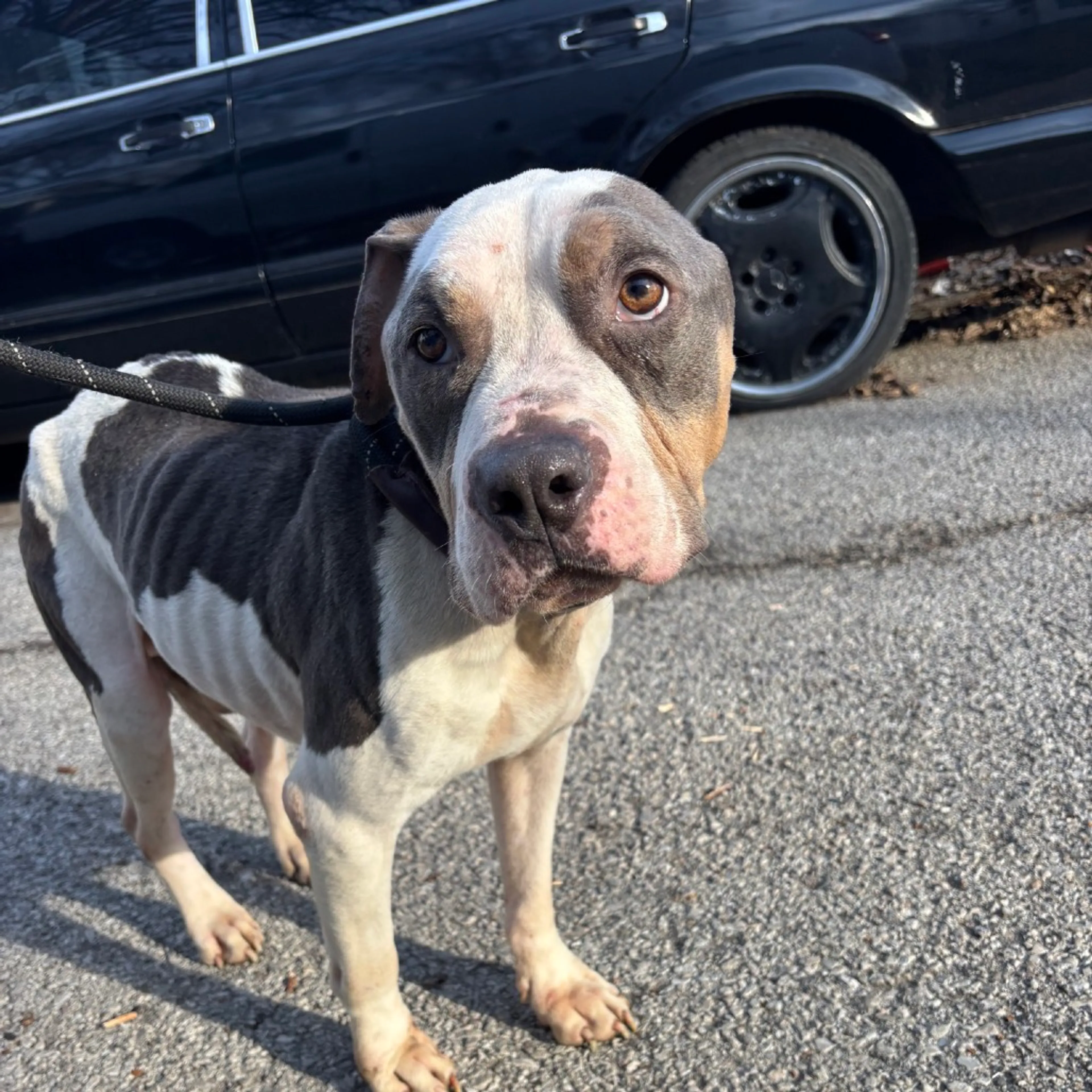 Found pet-1