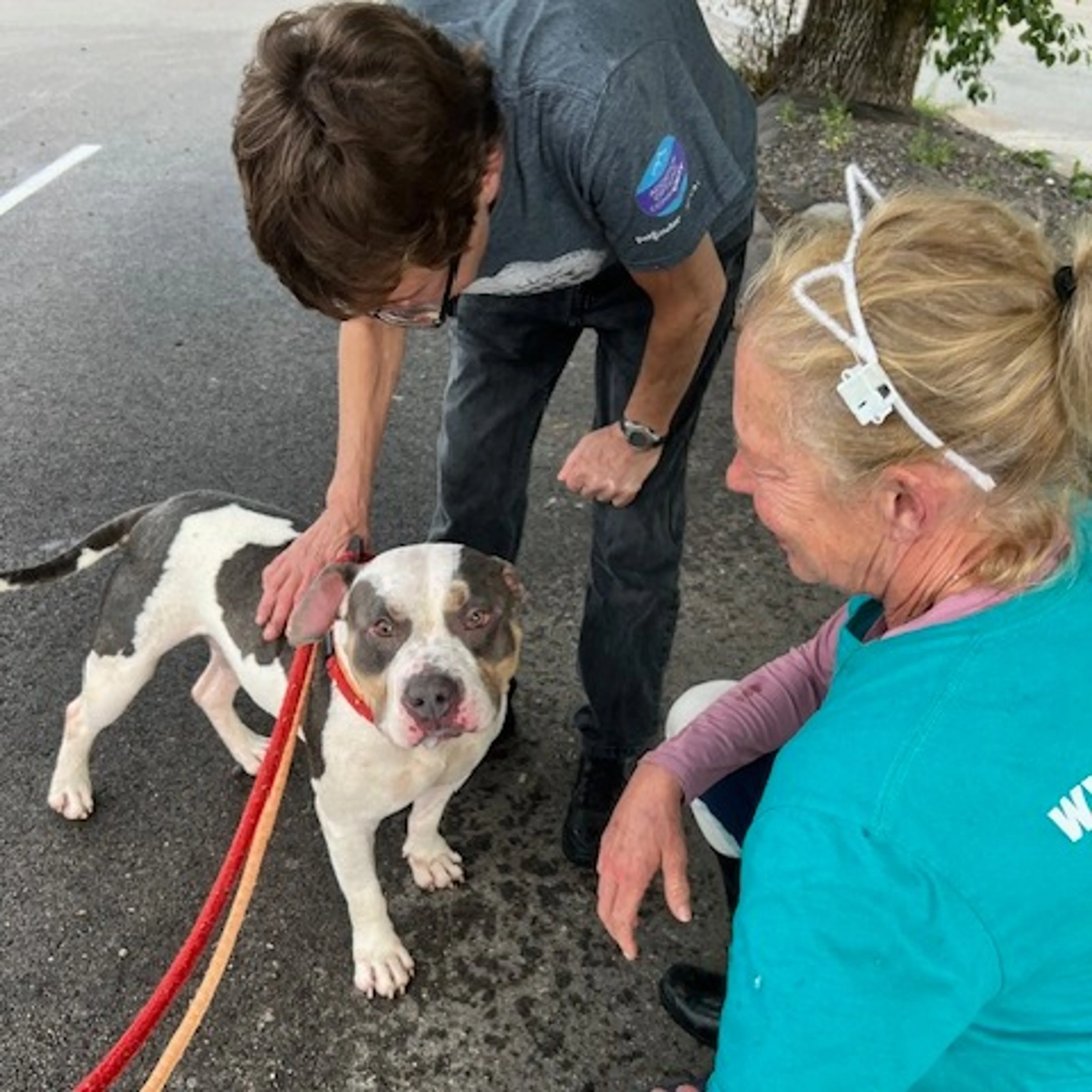 Found pet-11