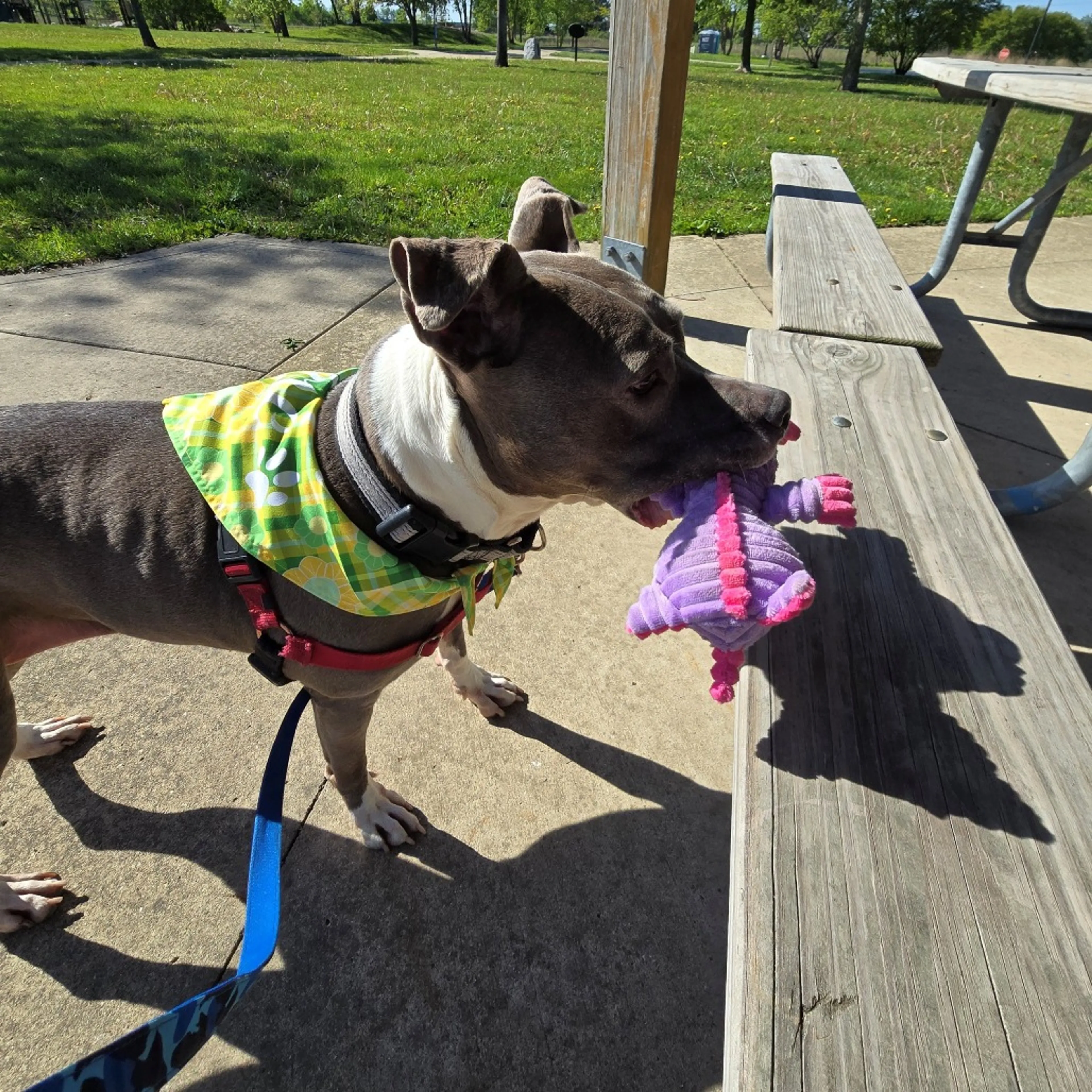 Found pet-3