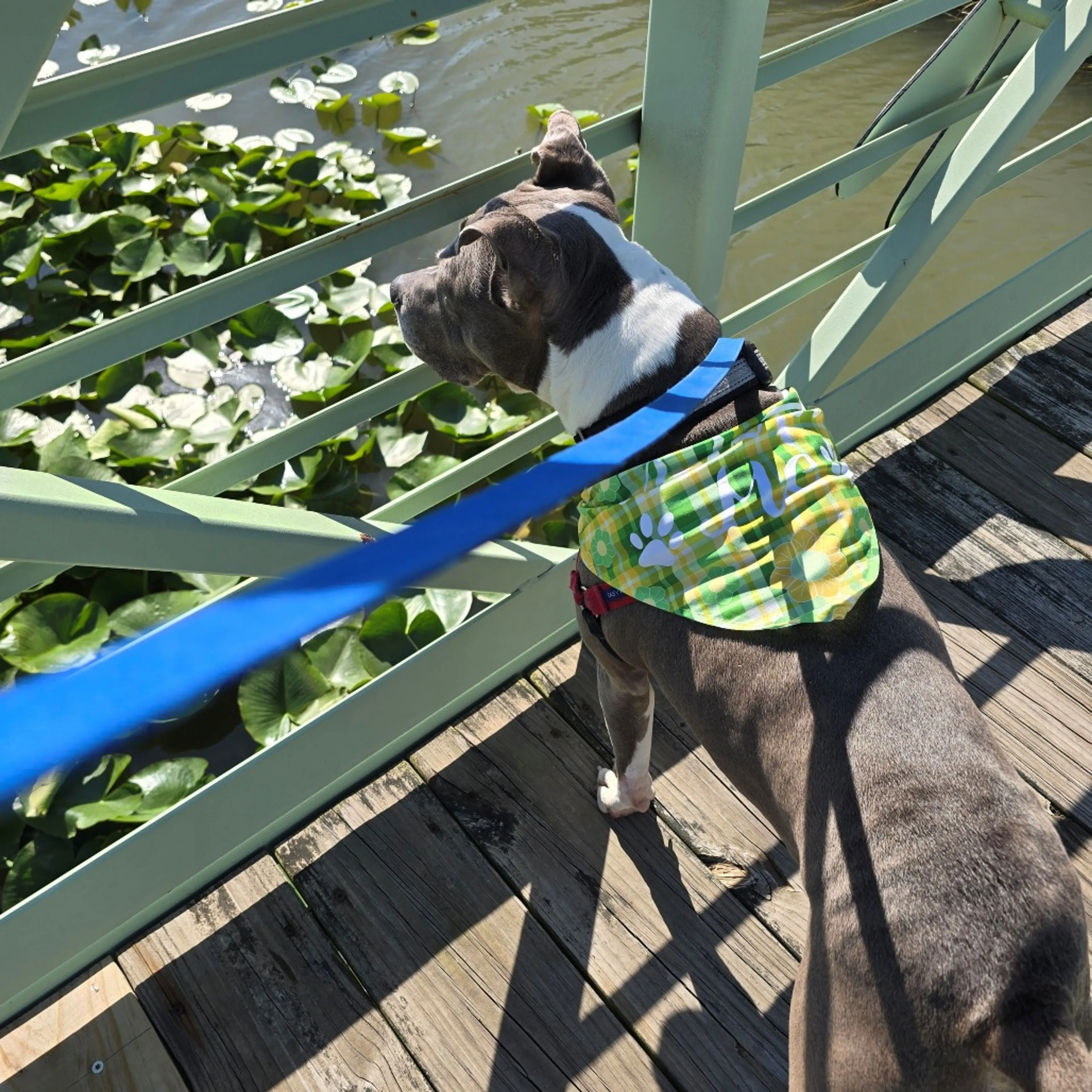 Found pet-1