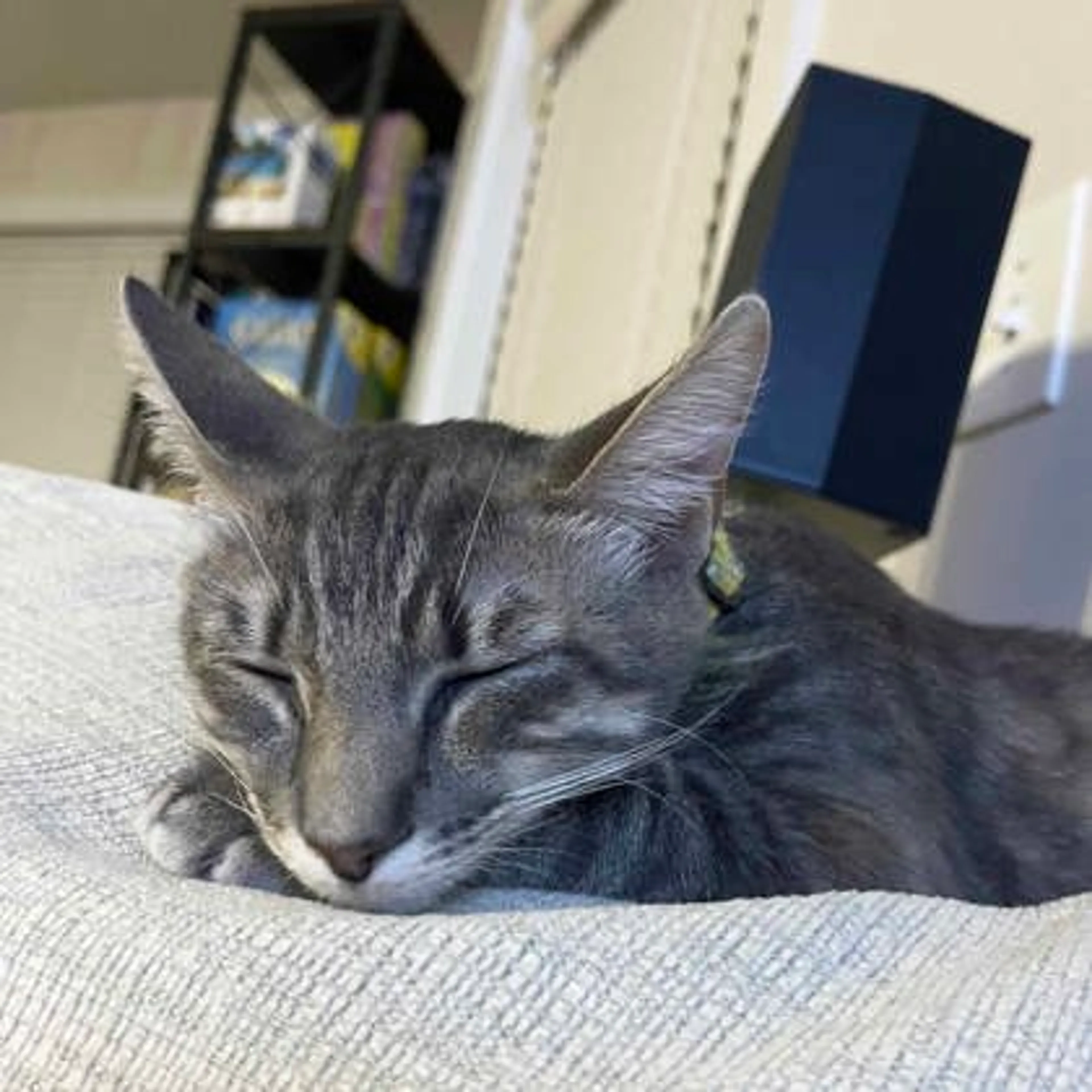 Found pet-2