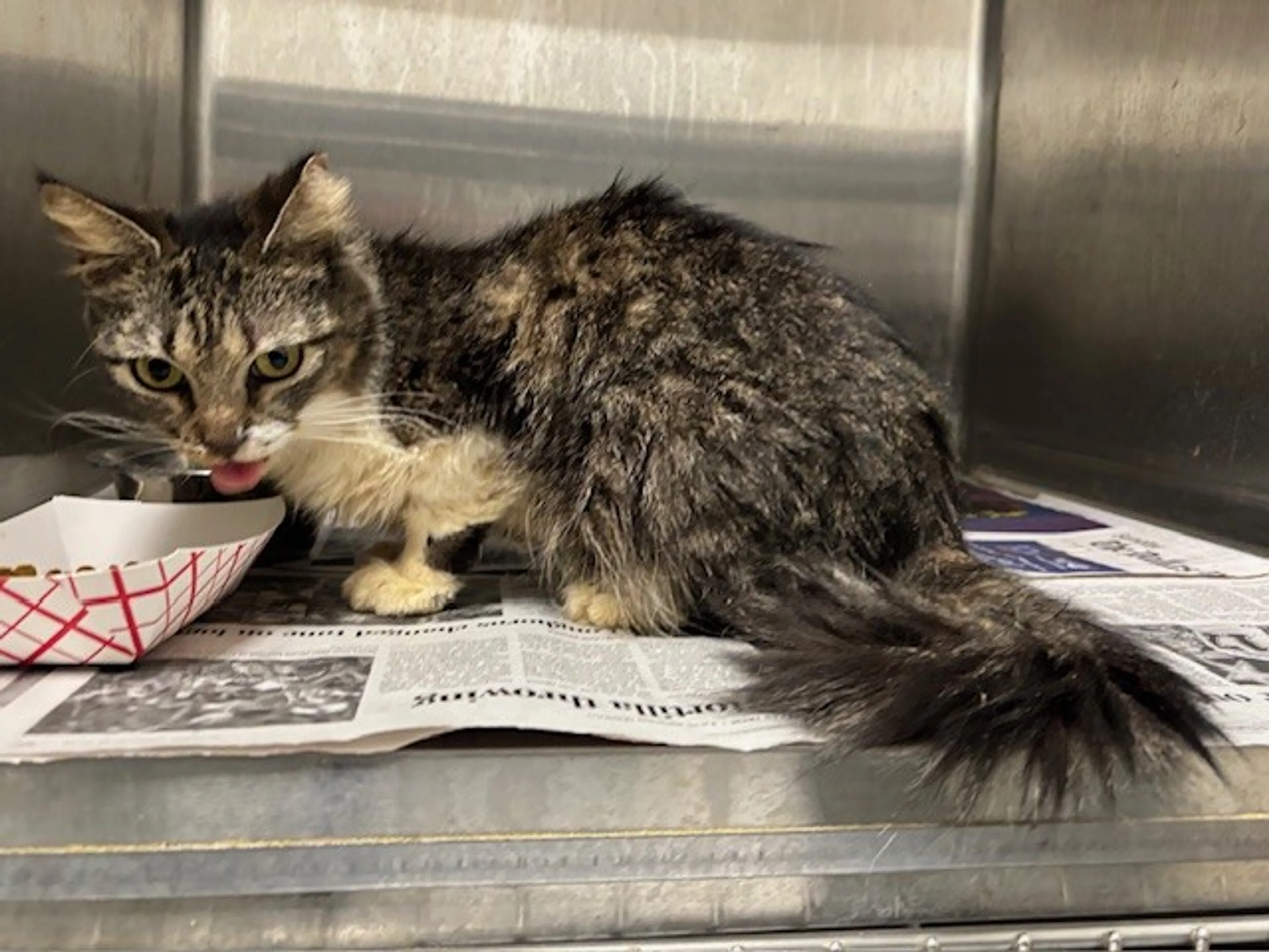 Found pet