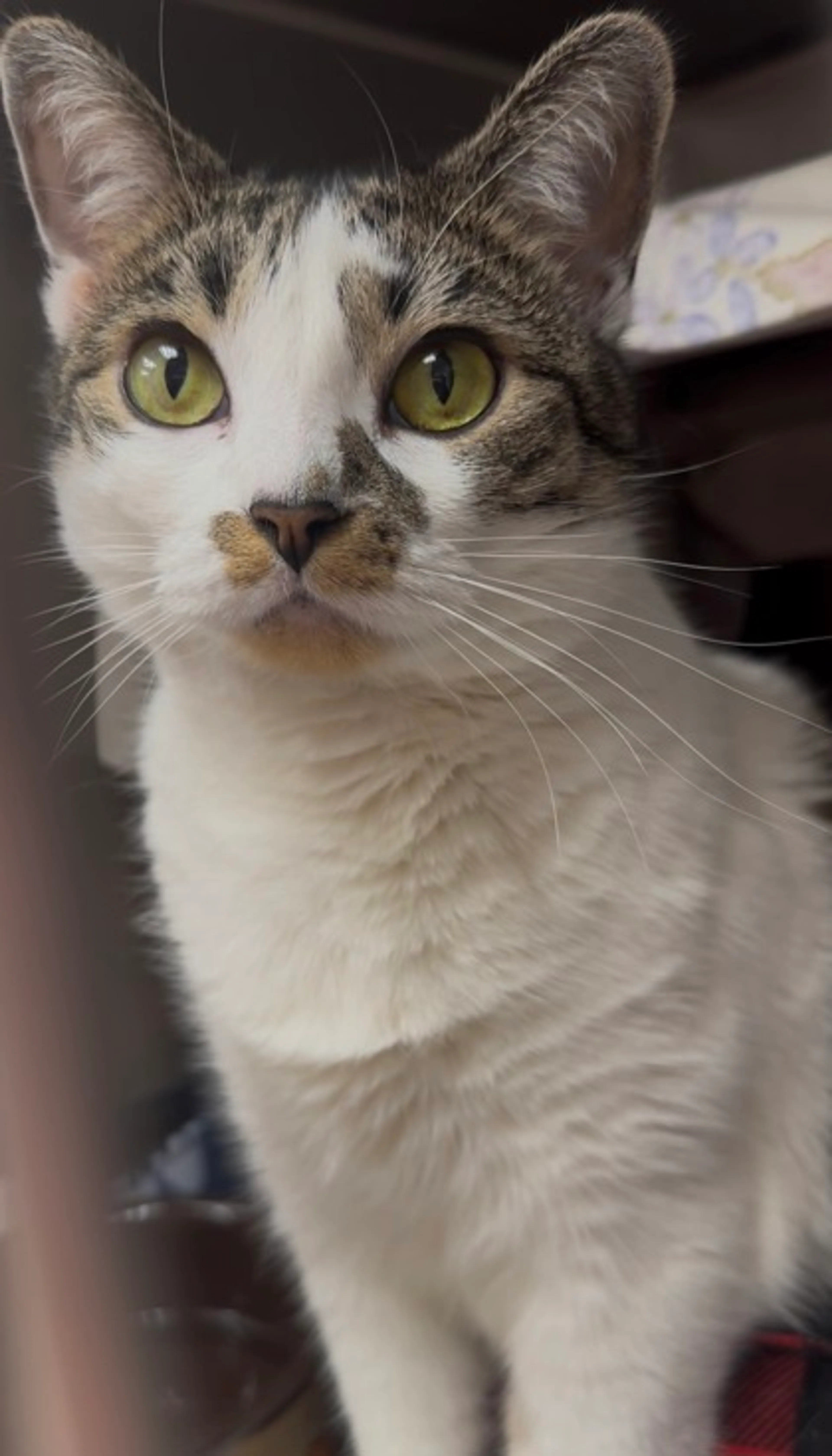 Found pet-1