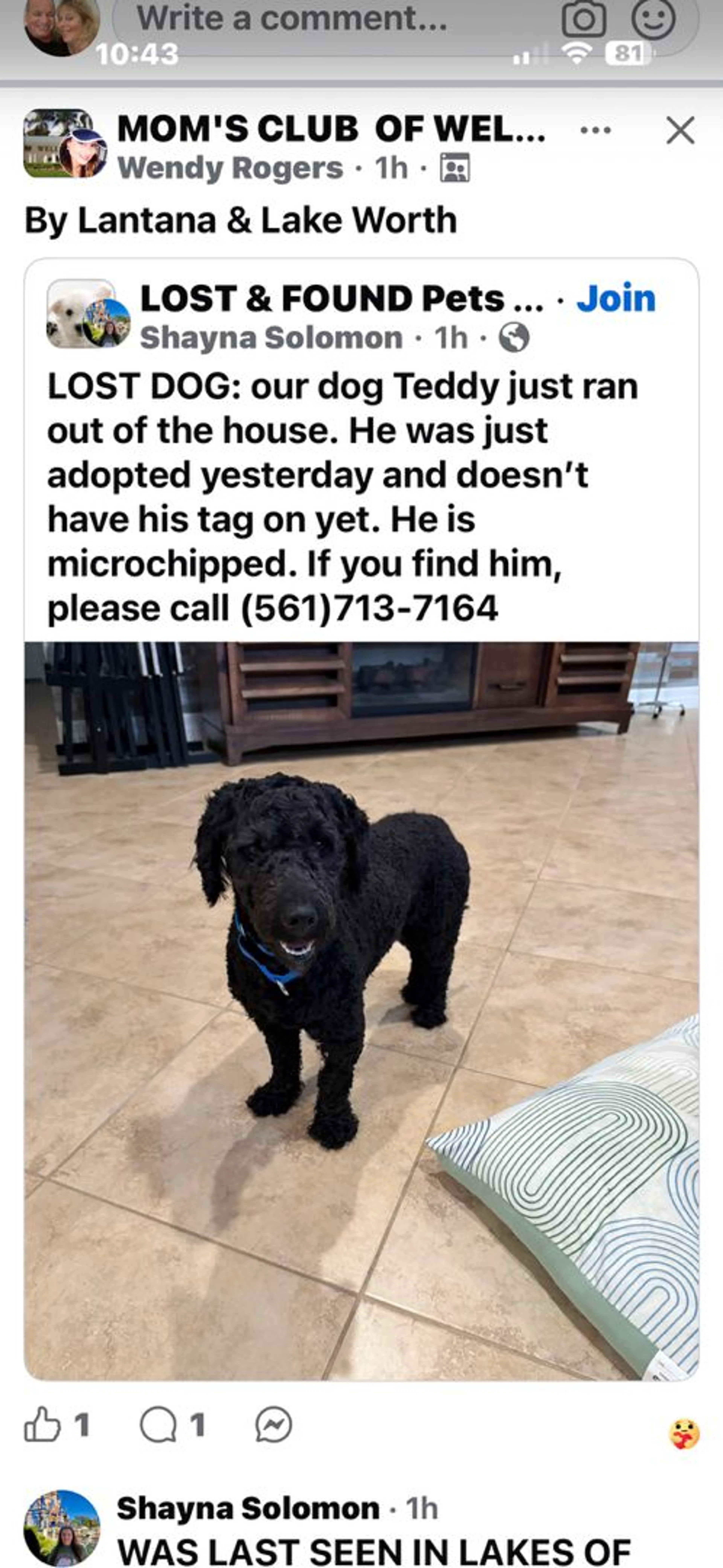 Lost pet