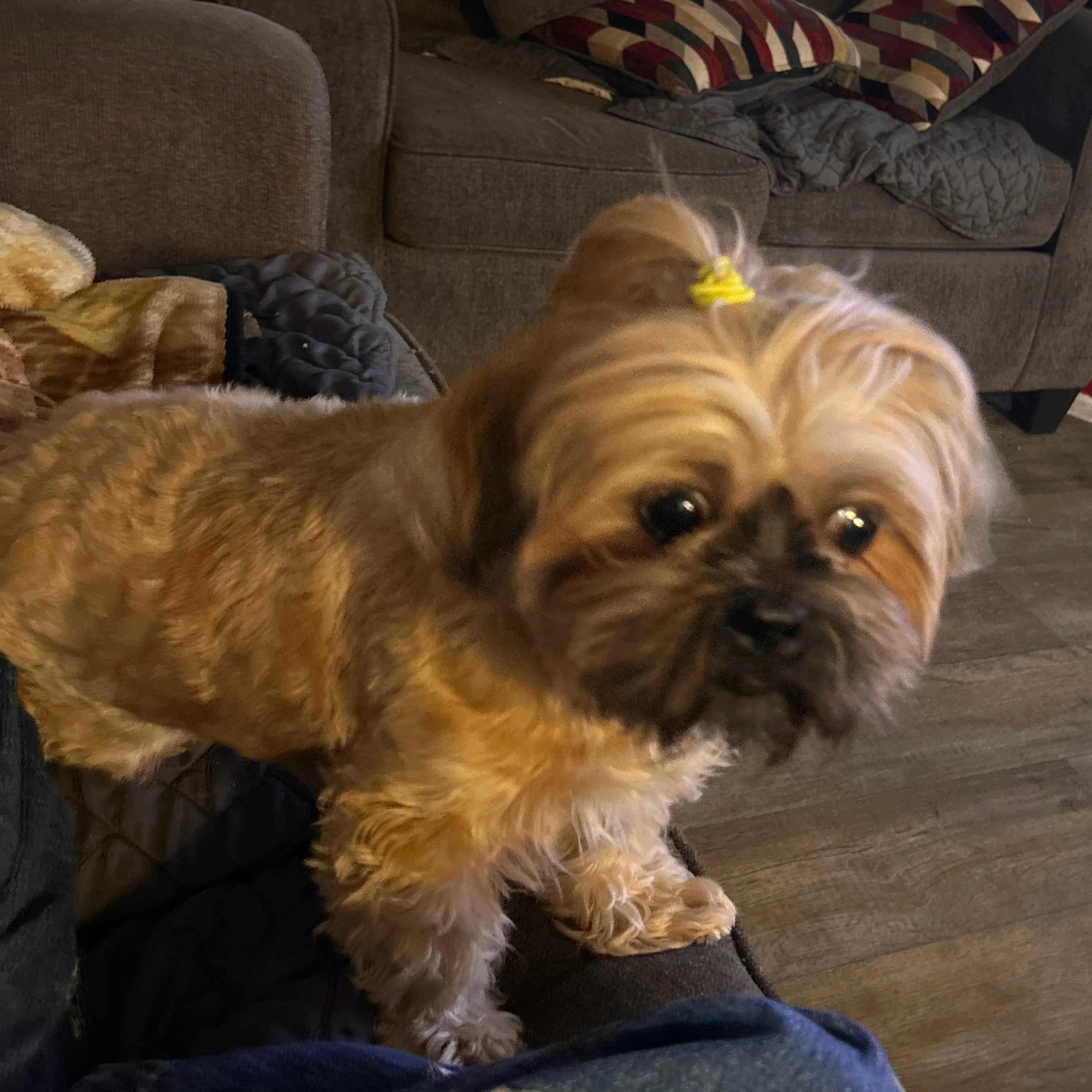 Lost pet-2