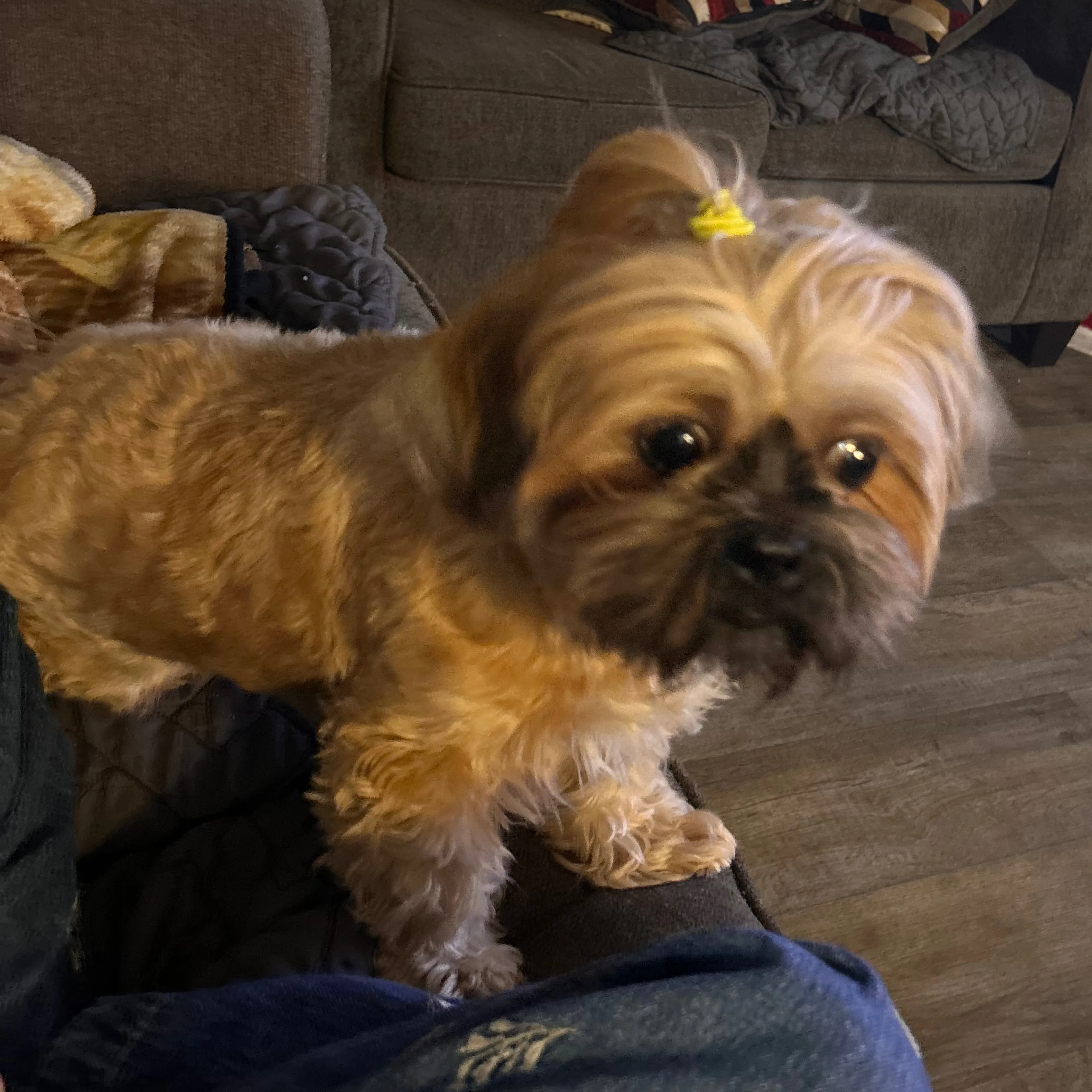Lost pet-1