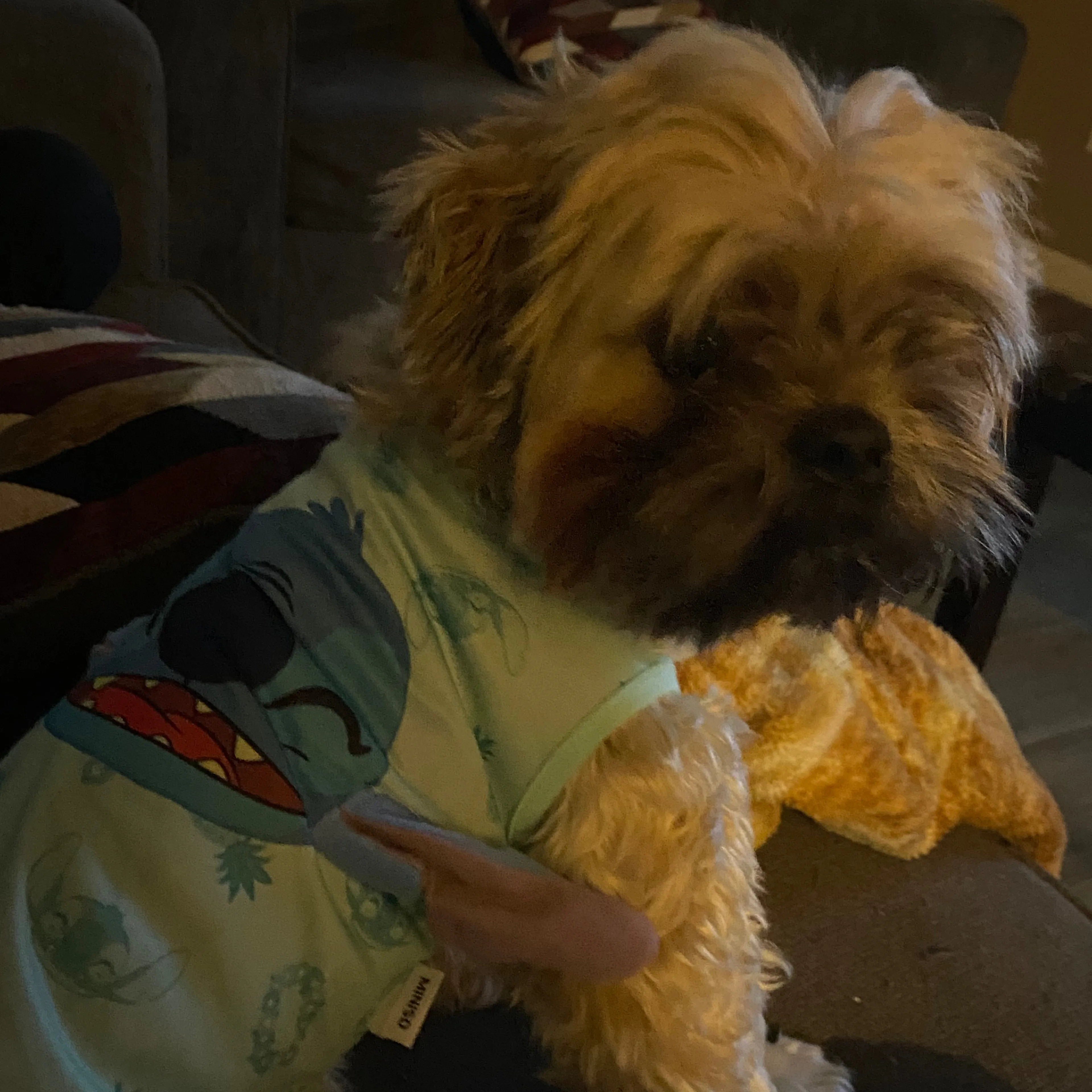 Lost pet-0