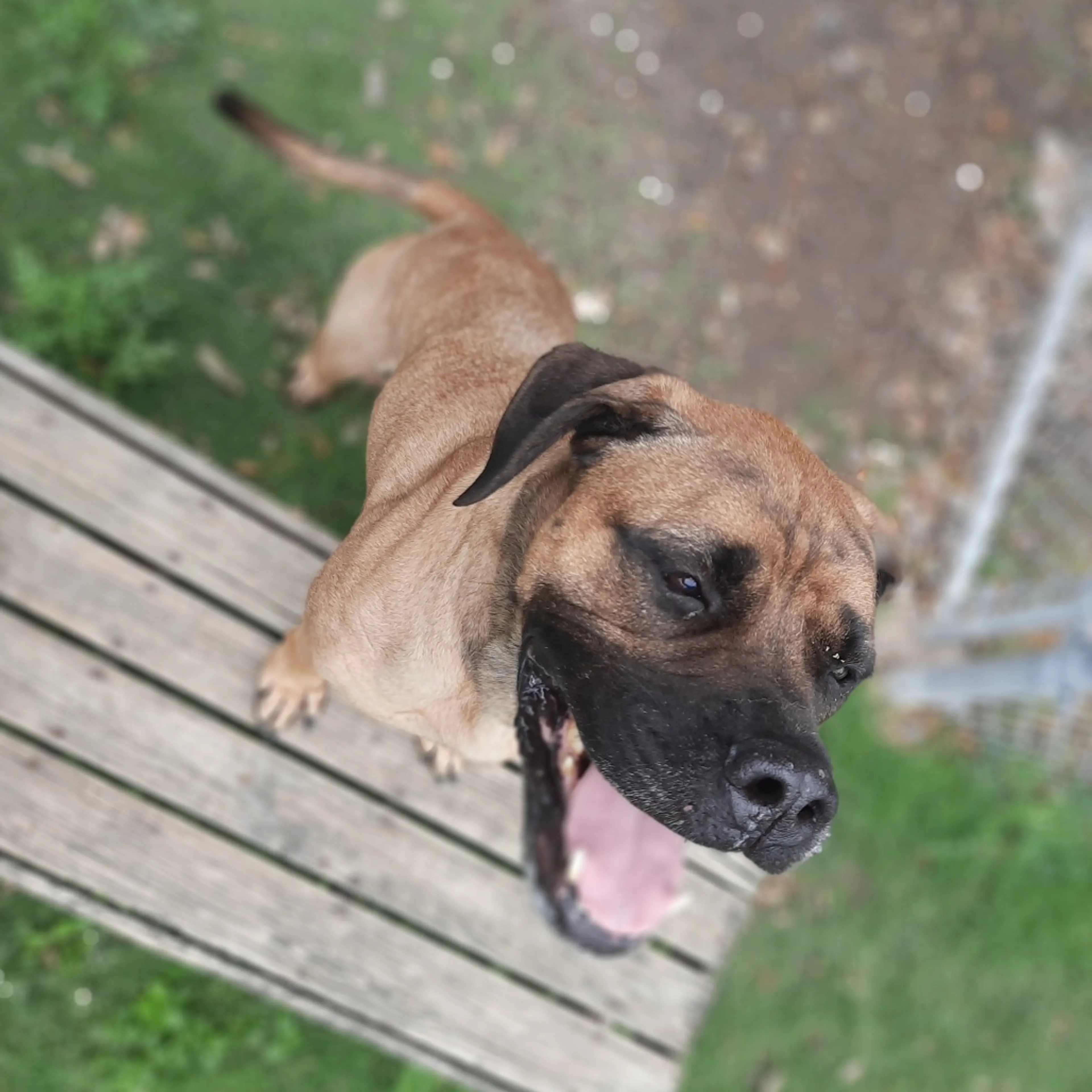 Found pet-12