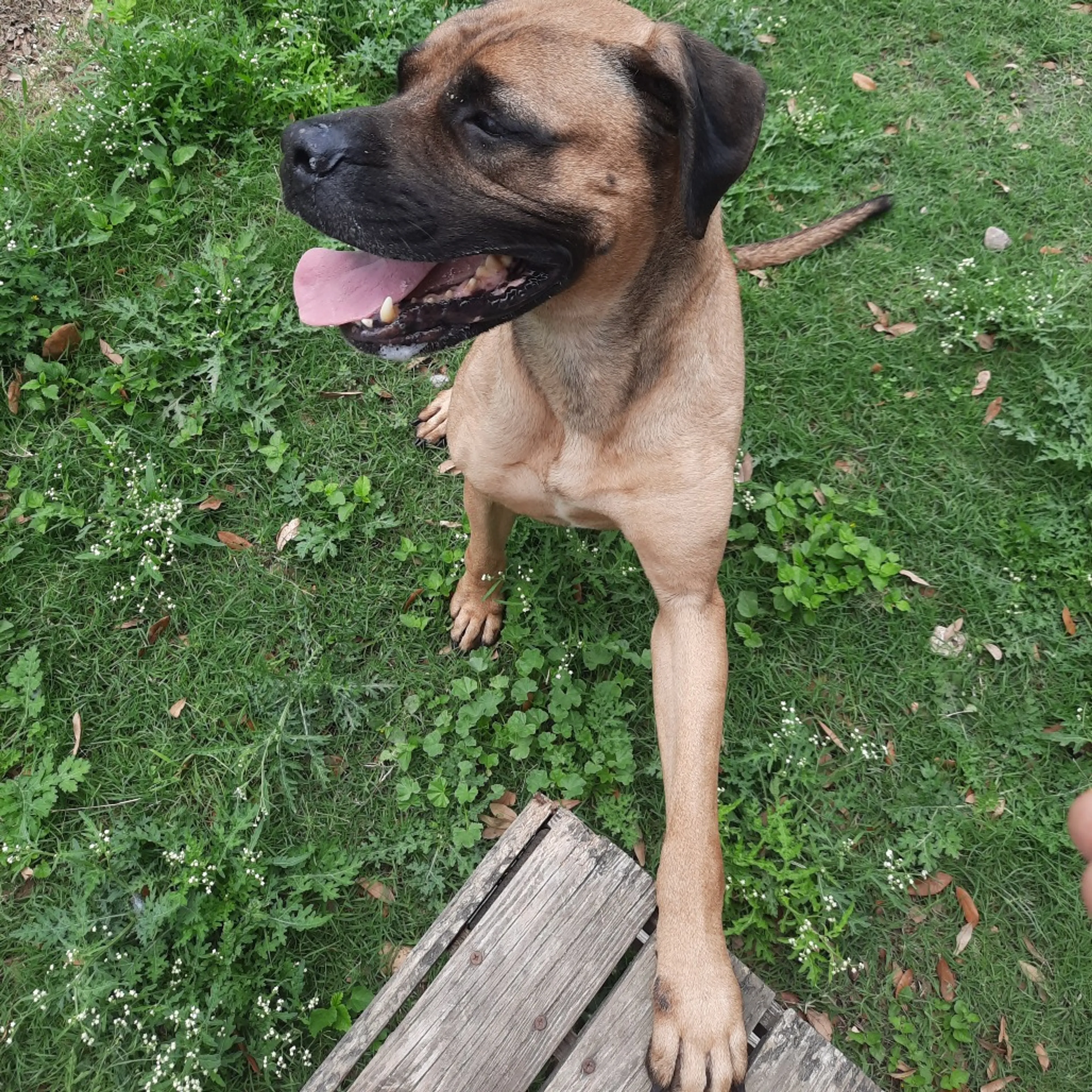 Found pet-10