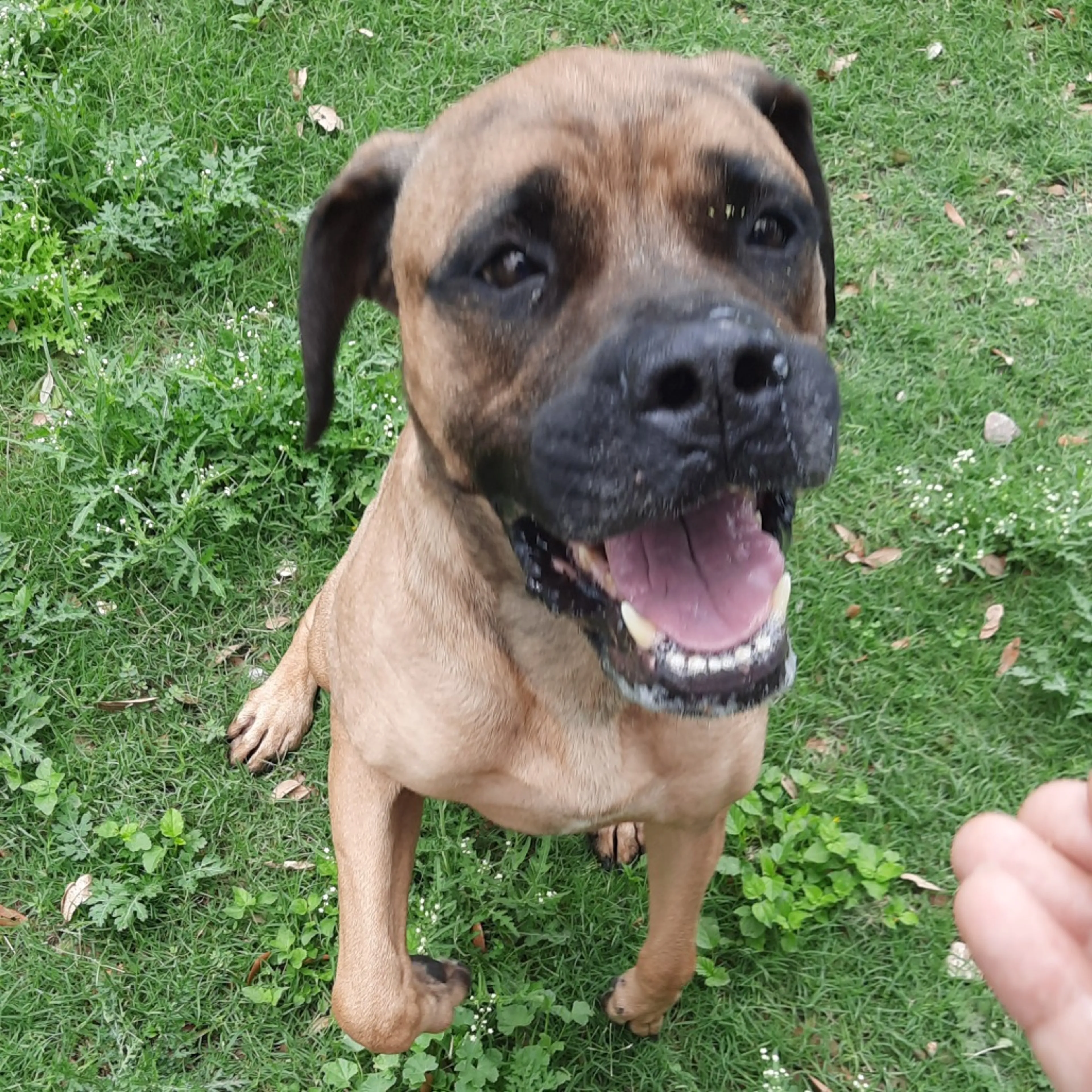 Found pet-11