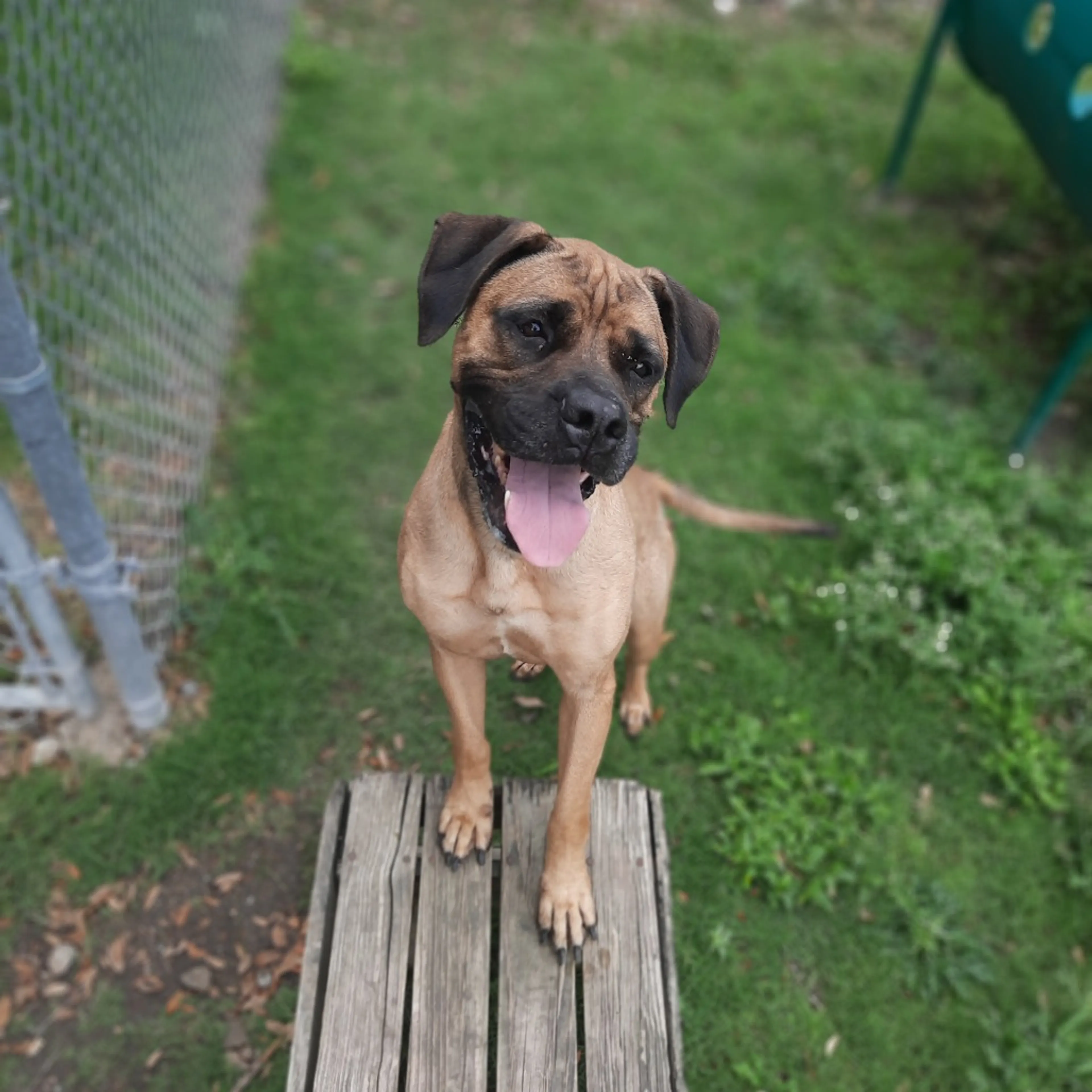 Found pet-8
