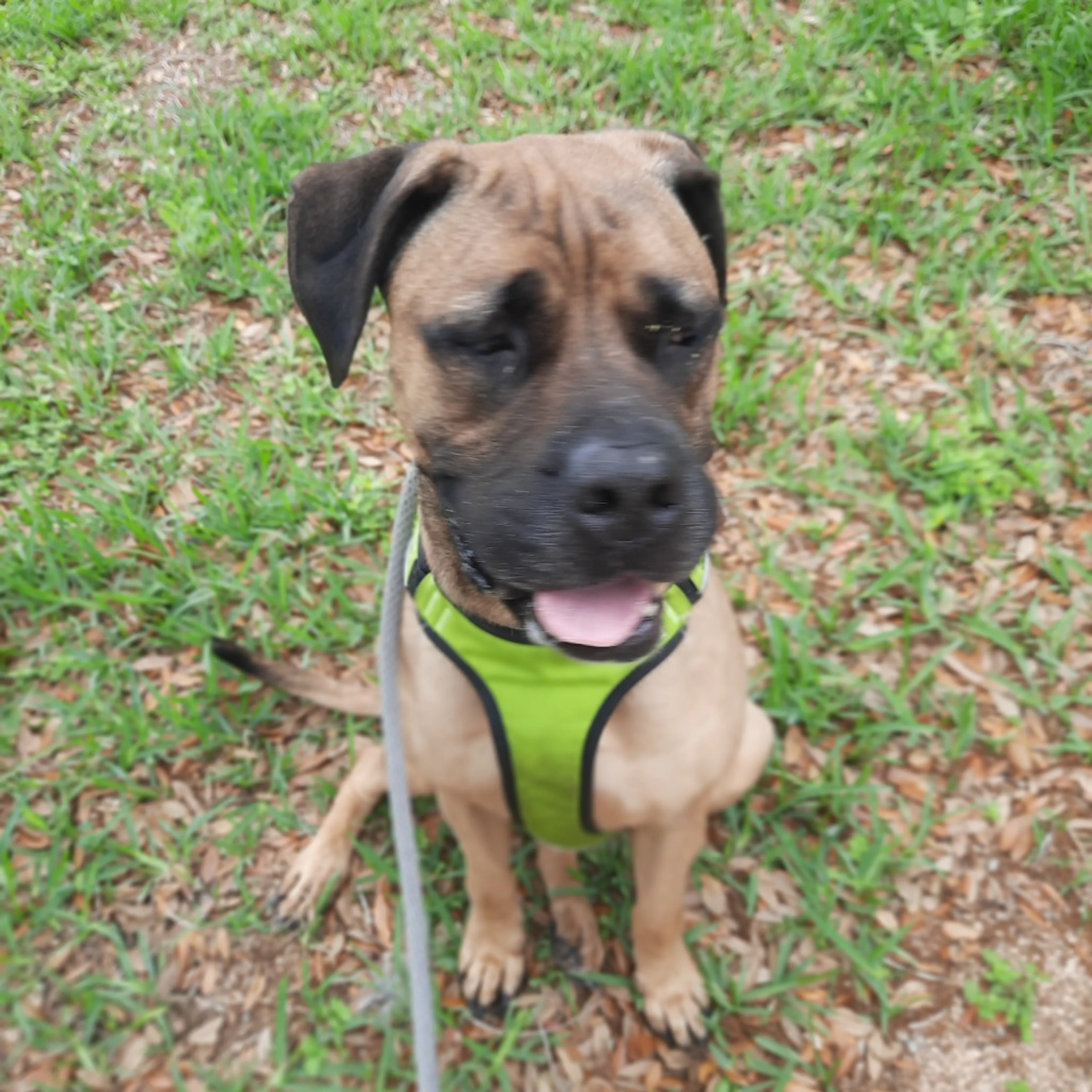 Found pet-18